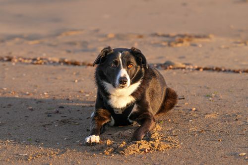 Free A Border Collie rests on a sandy beach in Stamford, Connecticut during a serene sunrise. Stock Photo