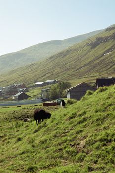 Idyllic countryside scene with grazing sheep on a sunny hillside.
