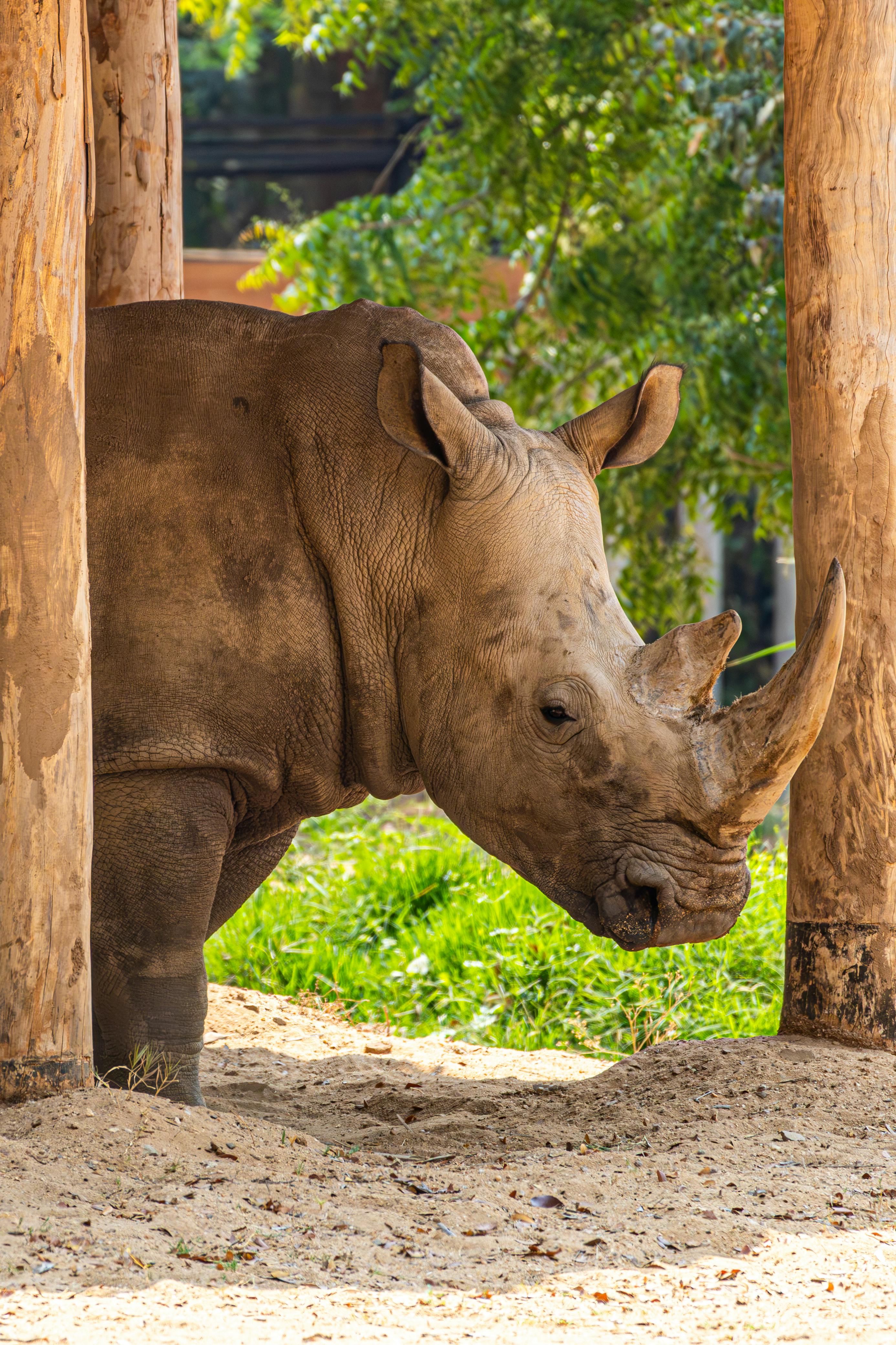 Gratuit Photos gratuites de animal, animal à cornes, animal de safari Photos