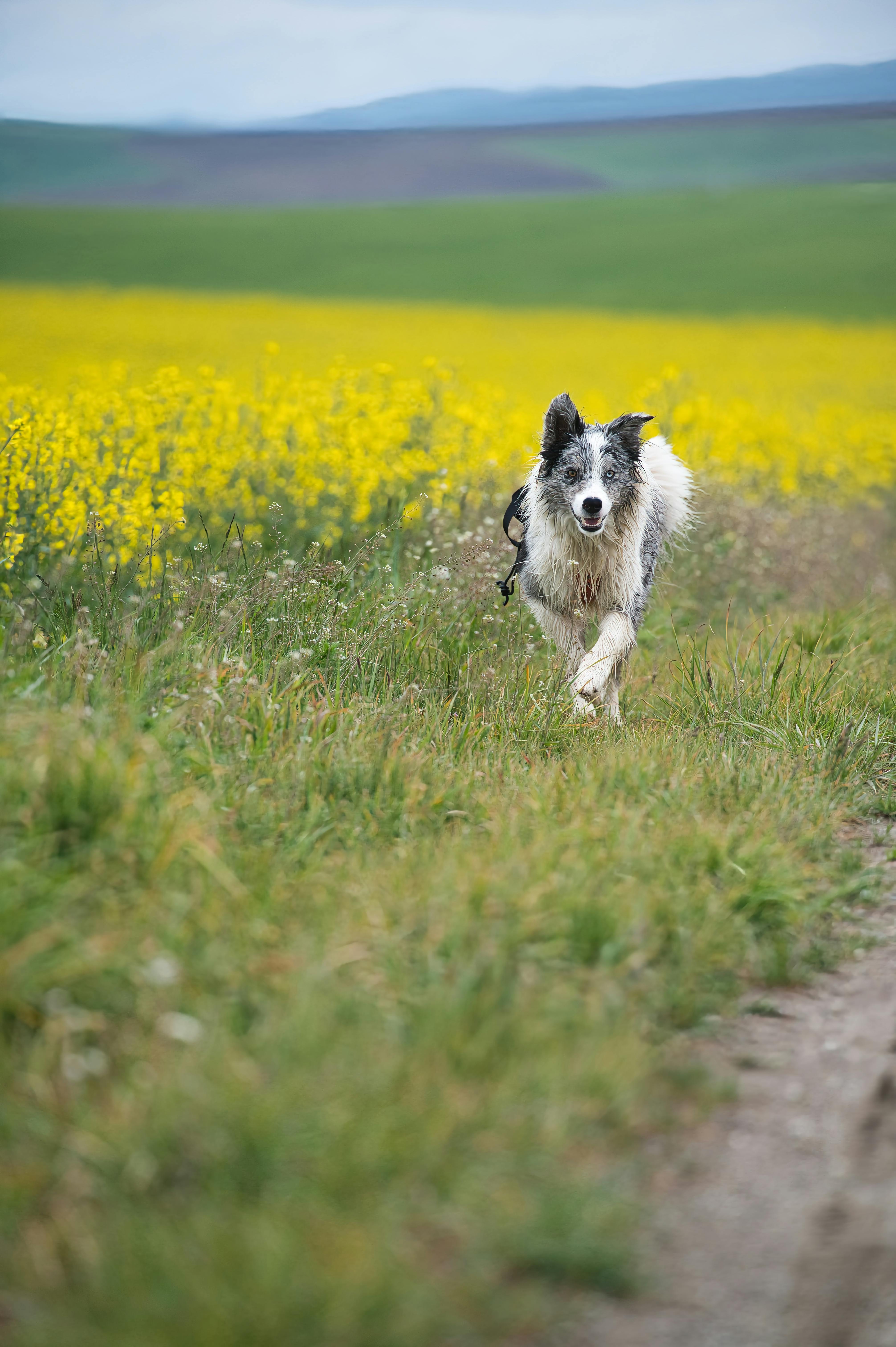 Dog running in field