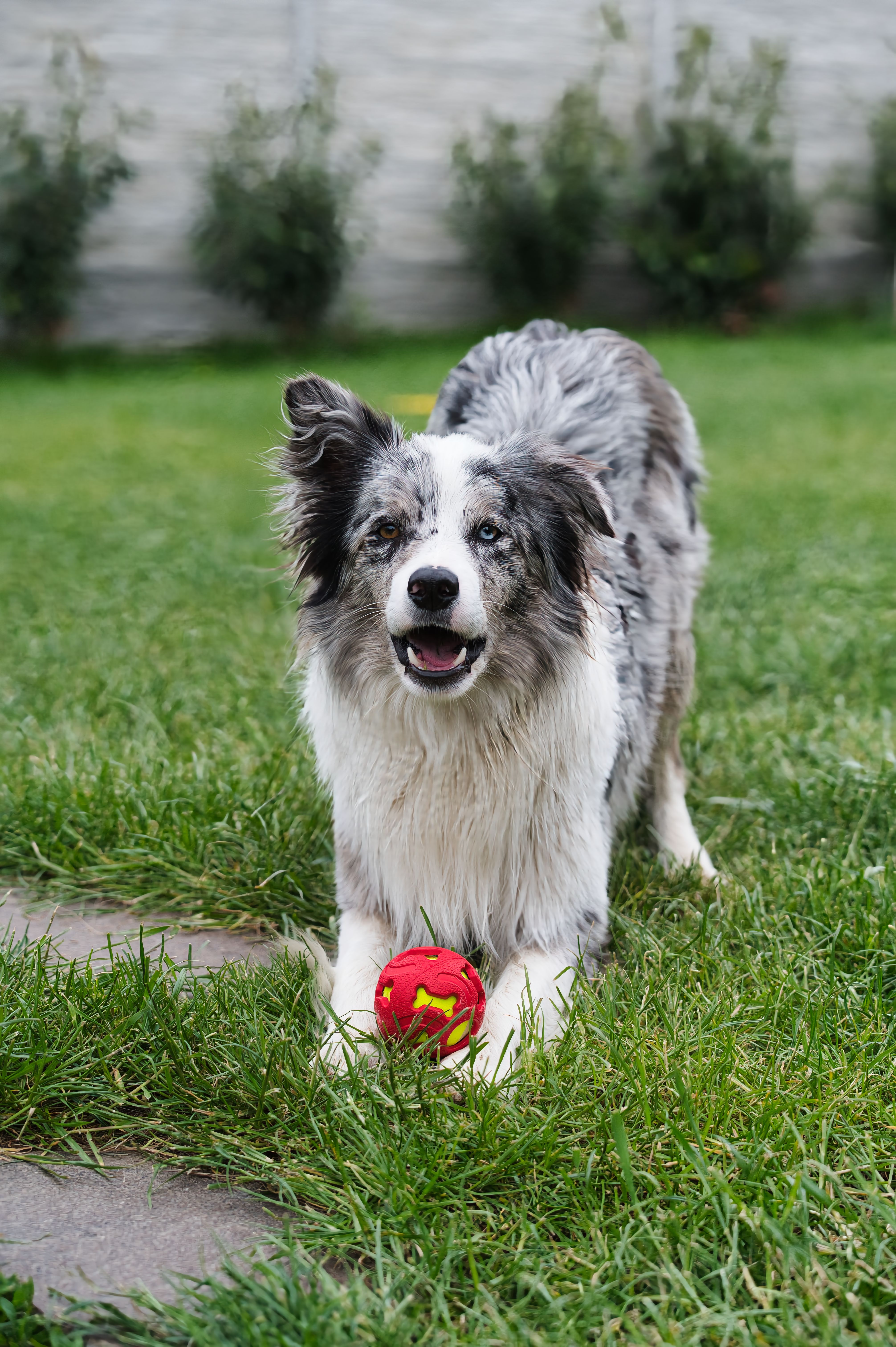 Energetic border collie dog with ball enjoying playtime outdoors in a lush green garden.