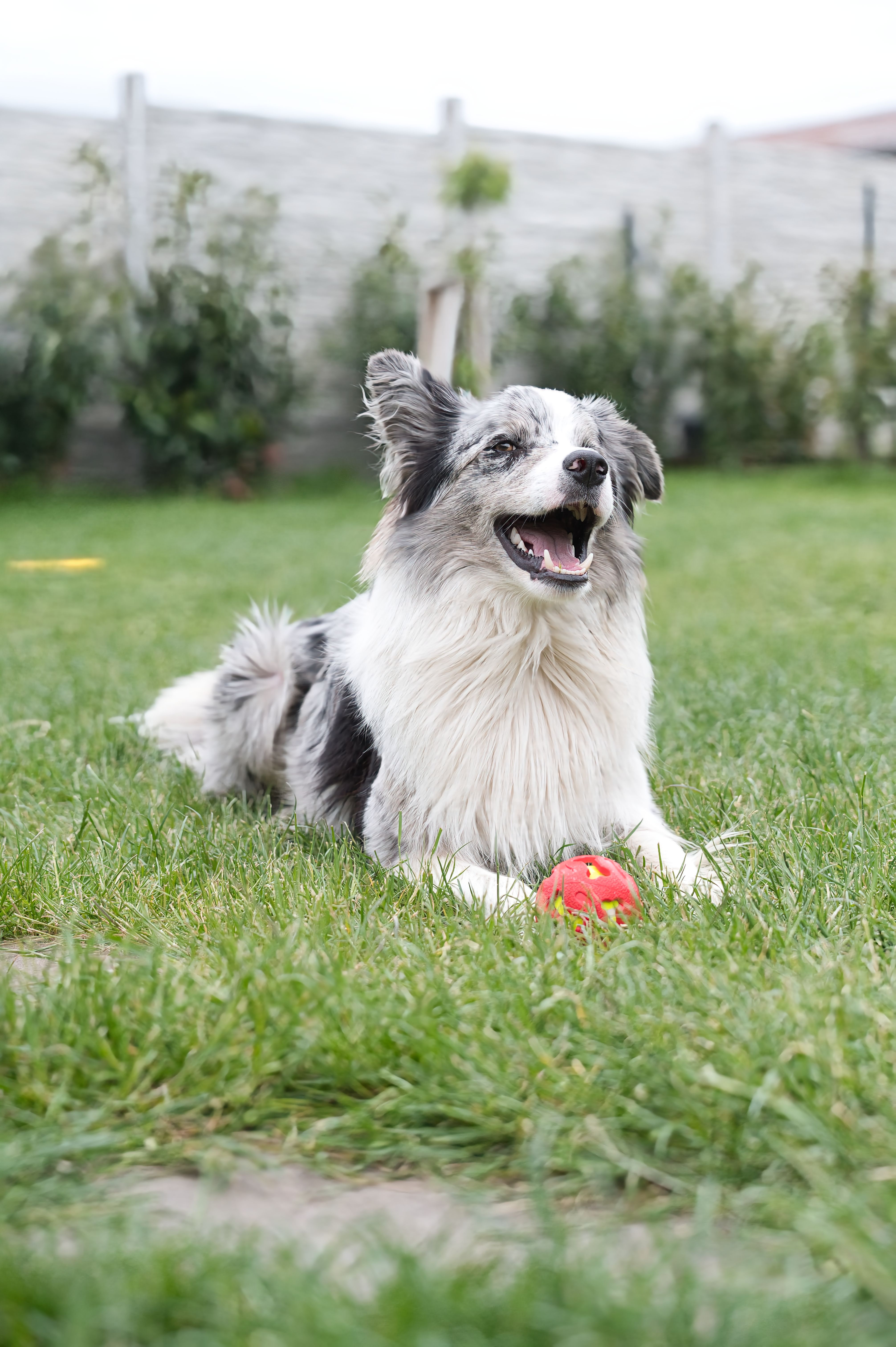 A joyful Border Collie playing with a red ball on a sunny day in a garden. Perfect for pet lovers.