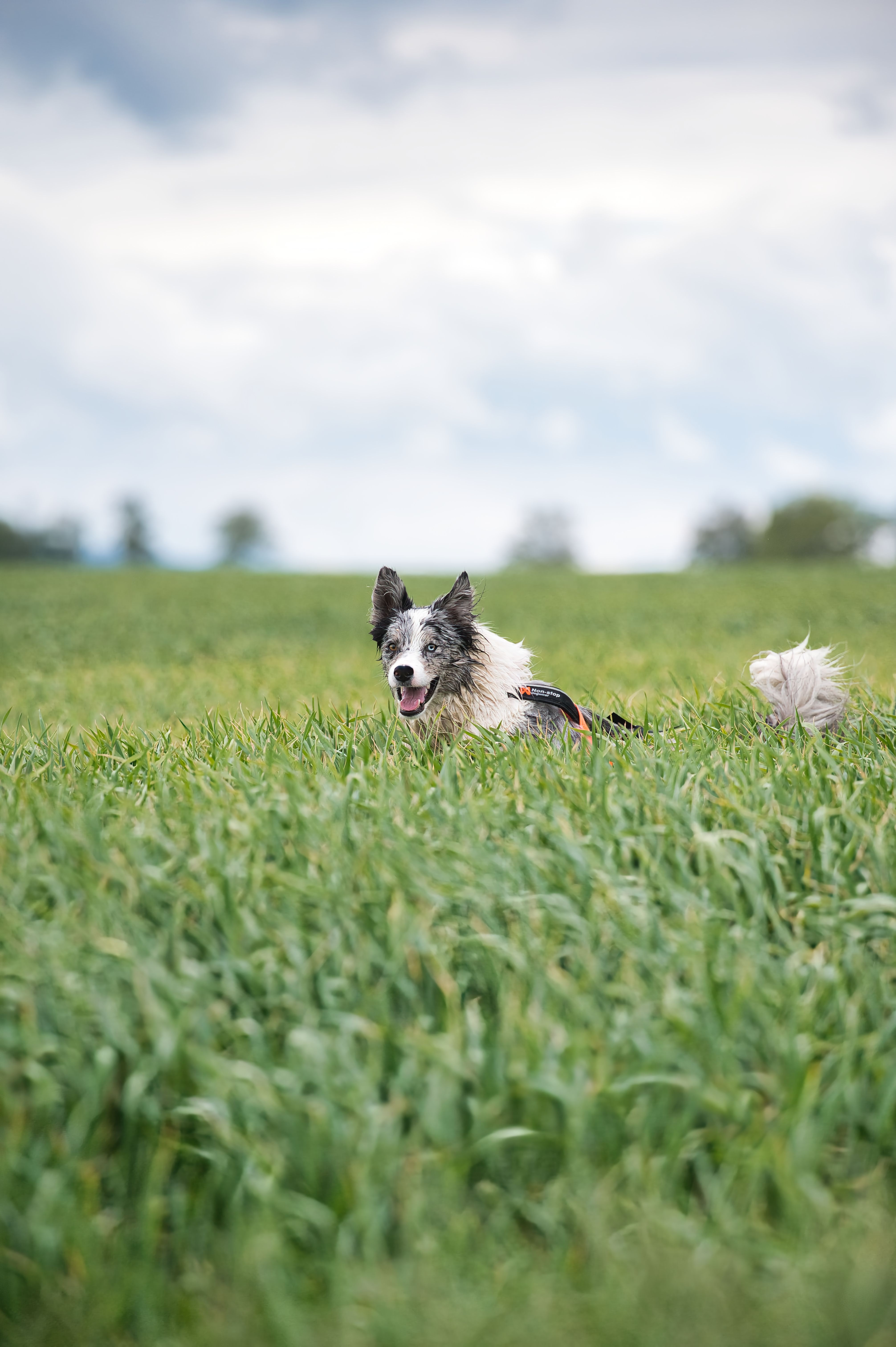 Active Border Collie Running Through Field in Poprad · Free Stock Photo