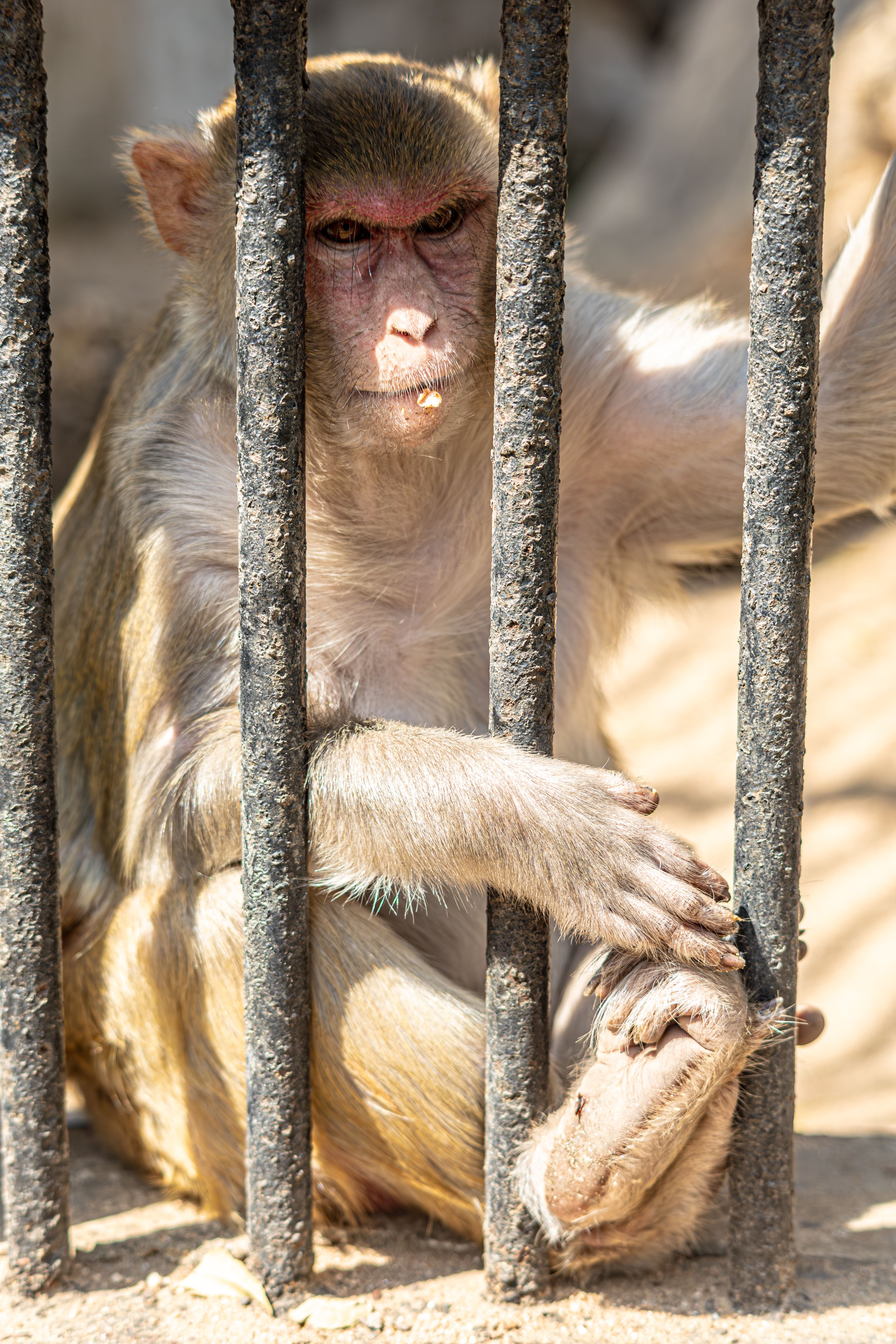 Captive Monkey Behind Zoo Bars in Daylight · Free Stock Photo