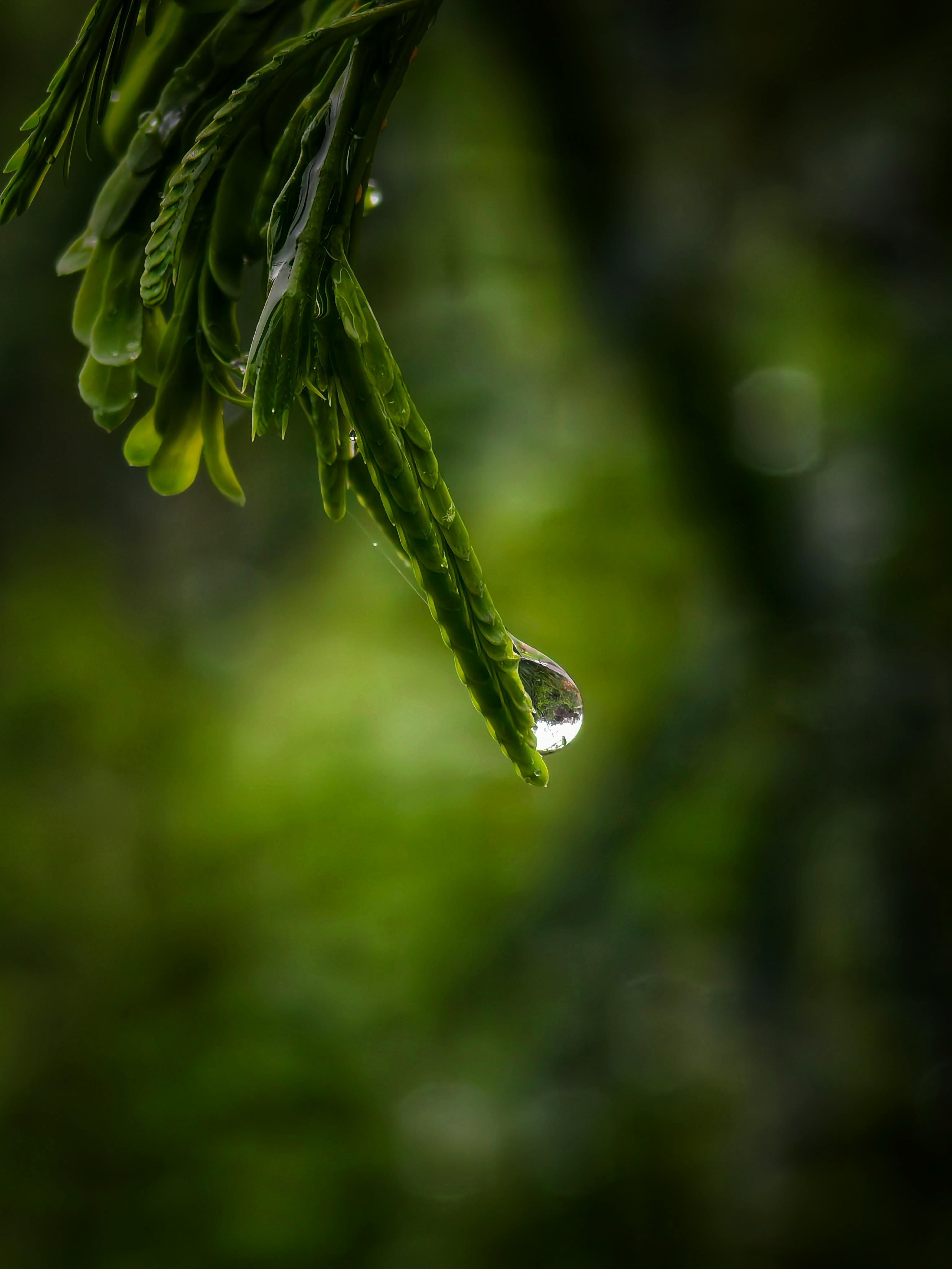 A detailed close-up of a dewdrop hanging from vibrant green leaves, capturing the essence of nature's beauty.