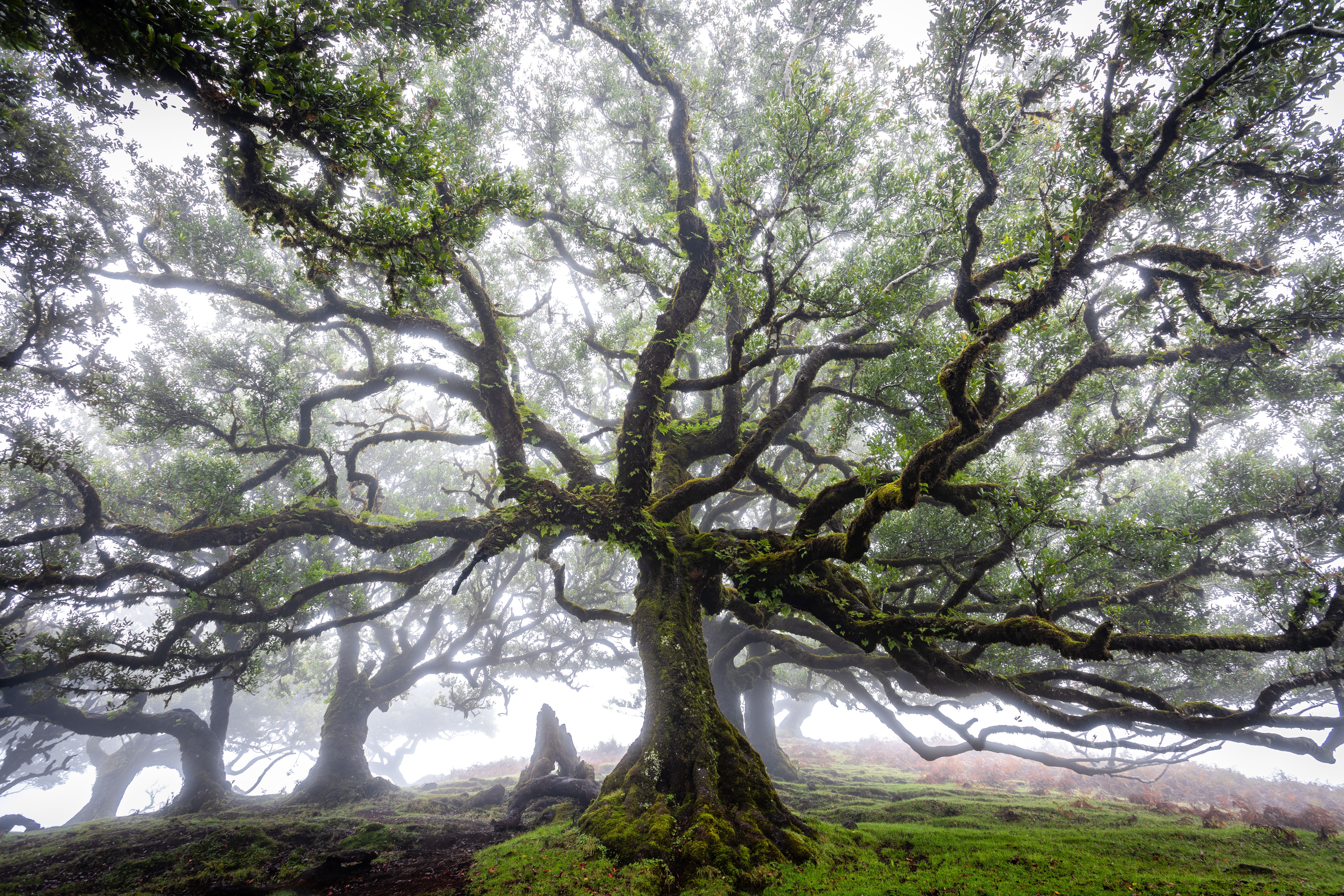 Mysterious Ancient Tree in Madeira Forest · Free Stock Photo