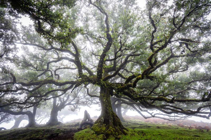 A large tree in the fog · Free Stock Photo