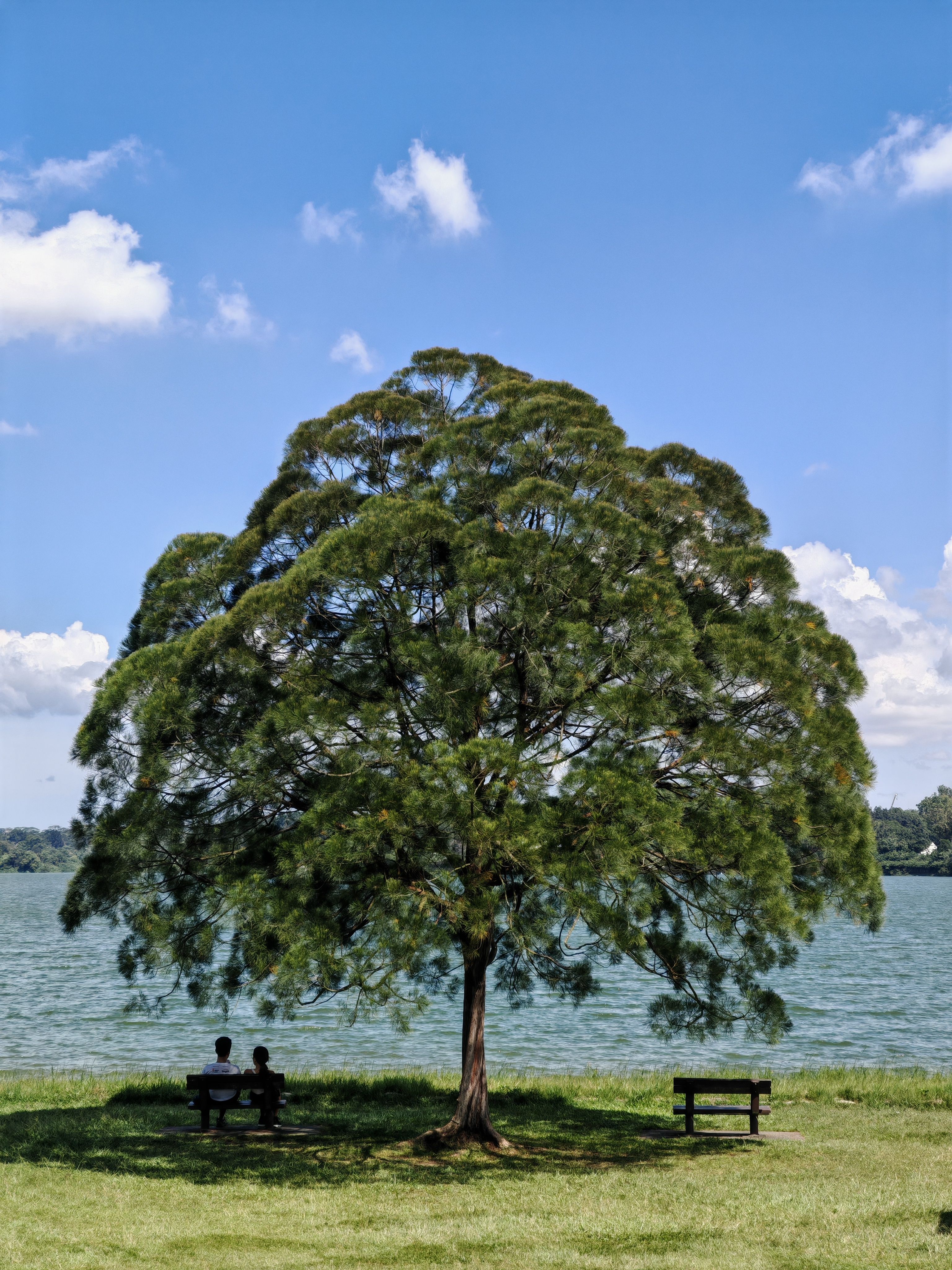 Serene Lakeside Tree in Bishan-Ang Mo Kio Park · Free Stock Photo