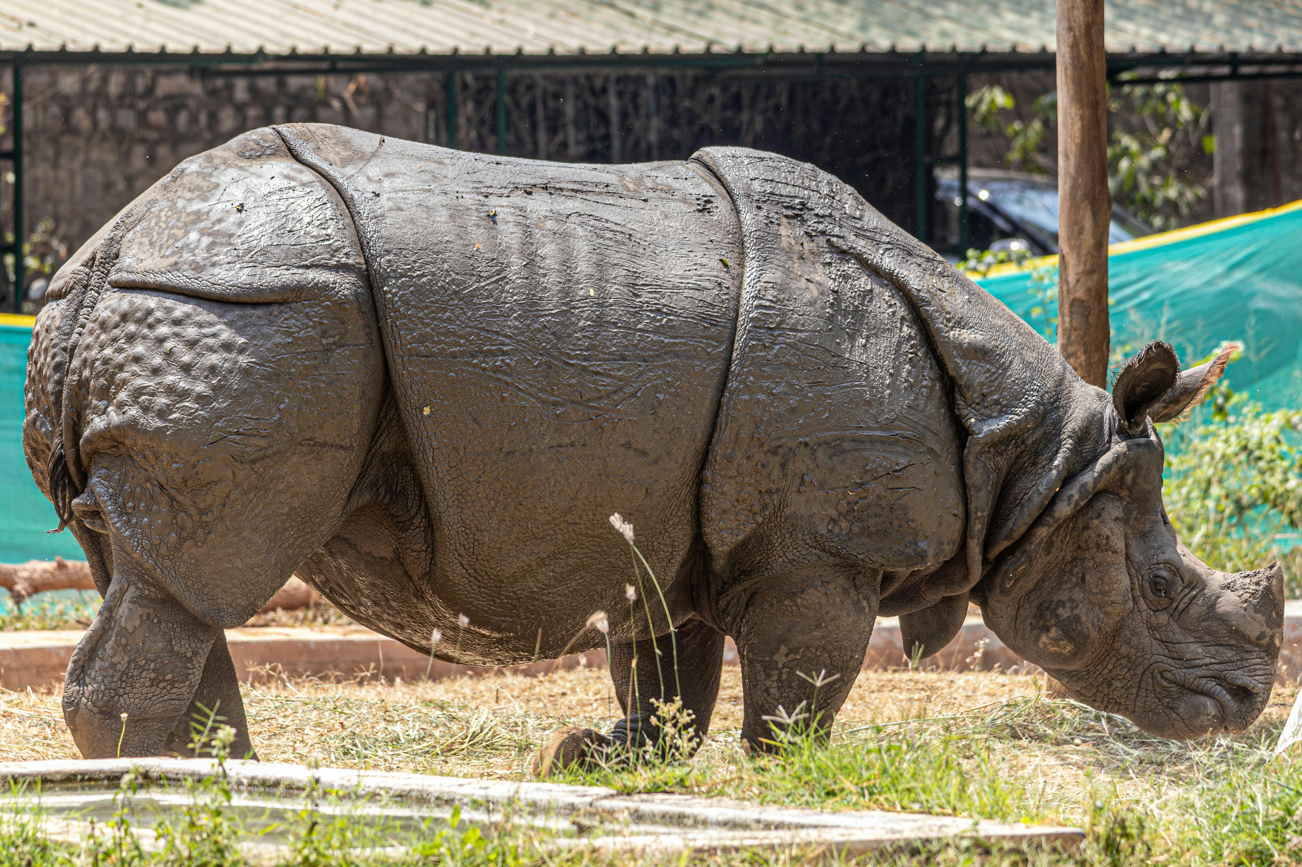 Gratuit Rhinocéros indien debout dans un zoo, présentant sa peau texturée dans un cadre naturel. Photos