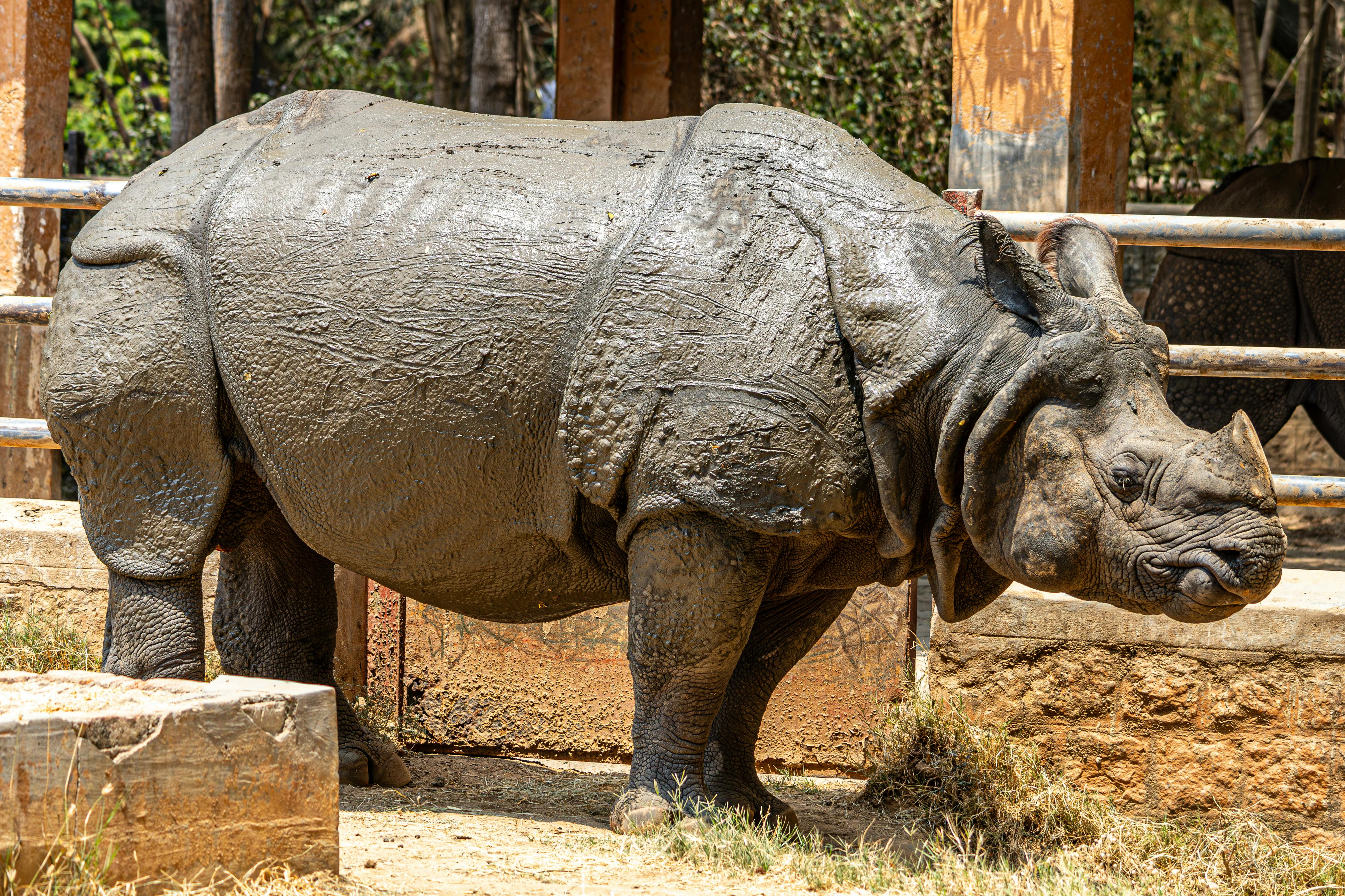 Gratuit Photos gratuites de animal, animal de safari, animal exotique Photos