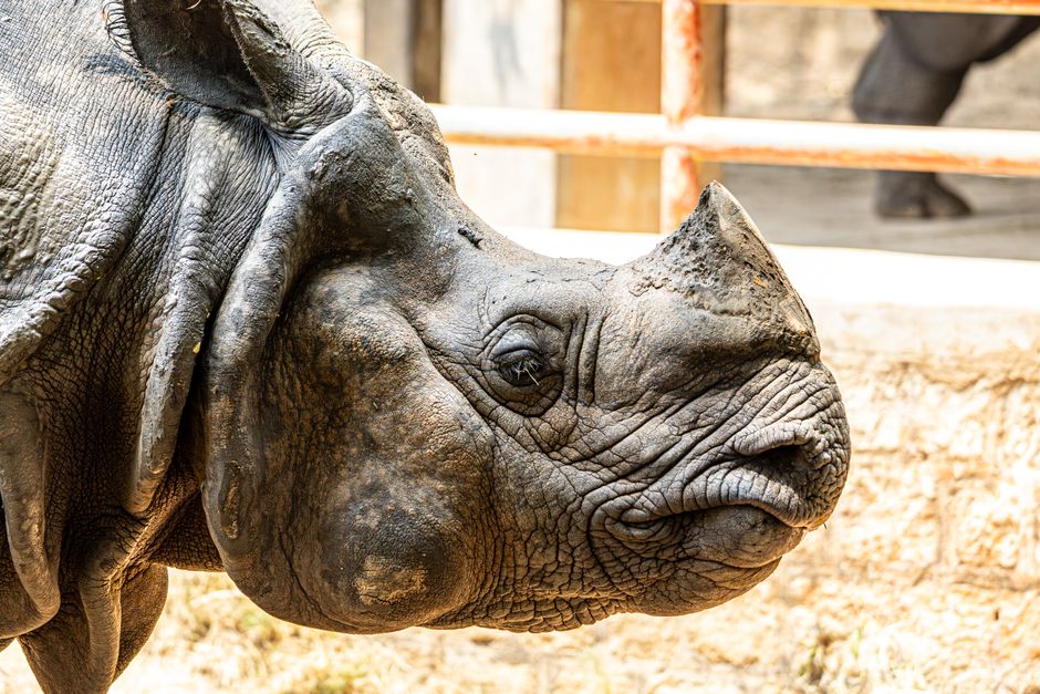 Assam Rhino Population Reaches 3,260, Representing 80% of Global Total