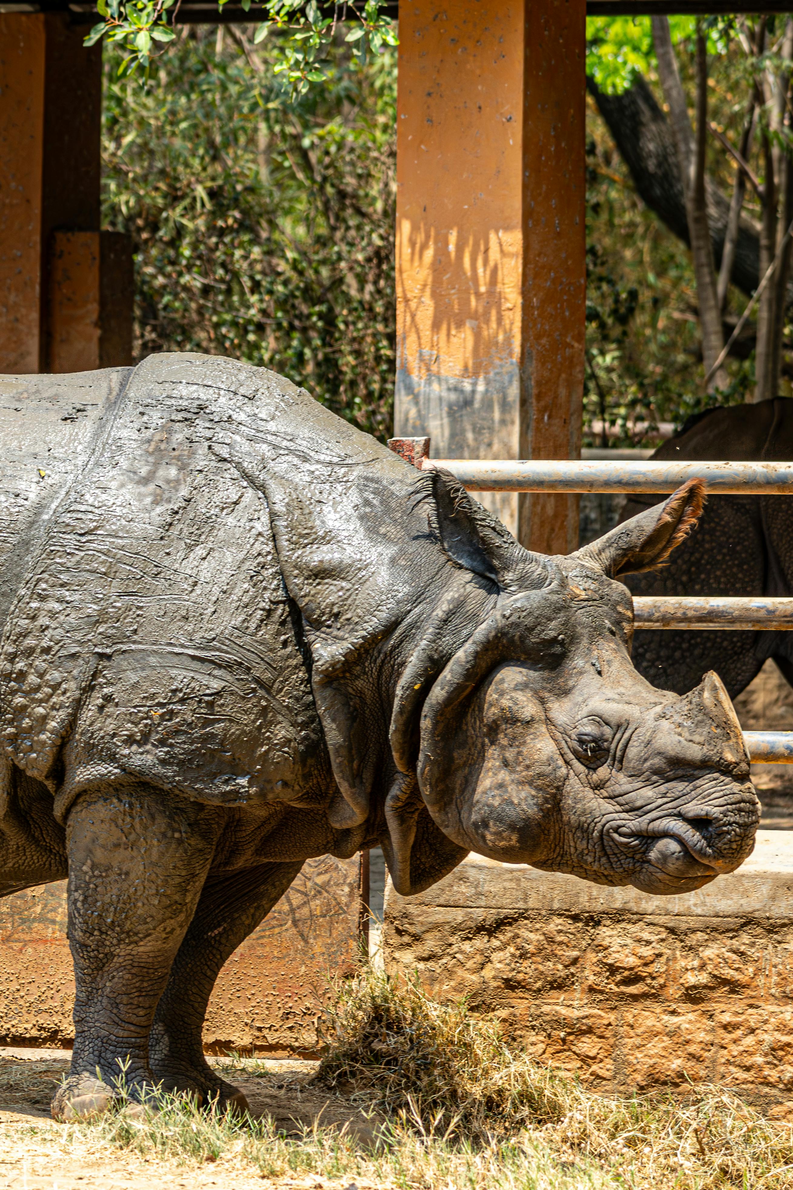Gratuit Gros plan d'un rhinocéros indien dans l'enclos d'un zoo par une journée ensoleillée. Photos