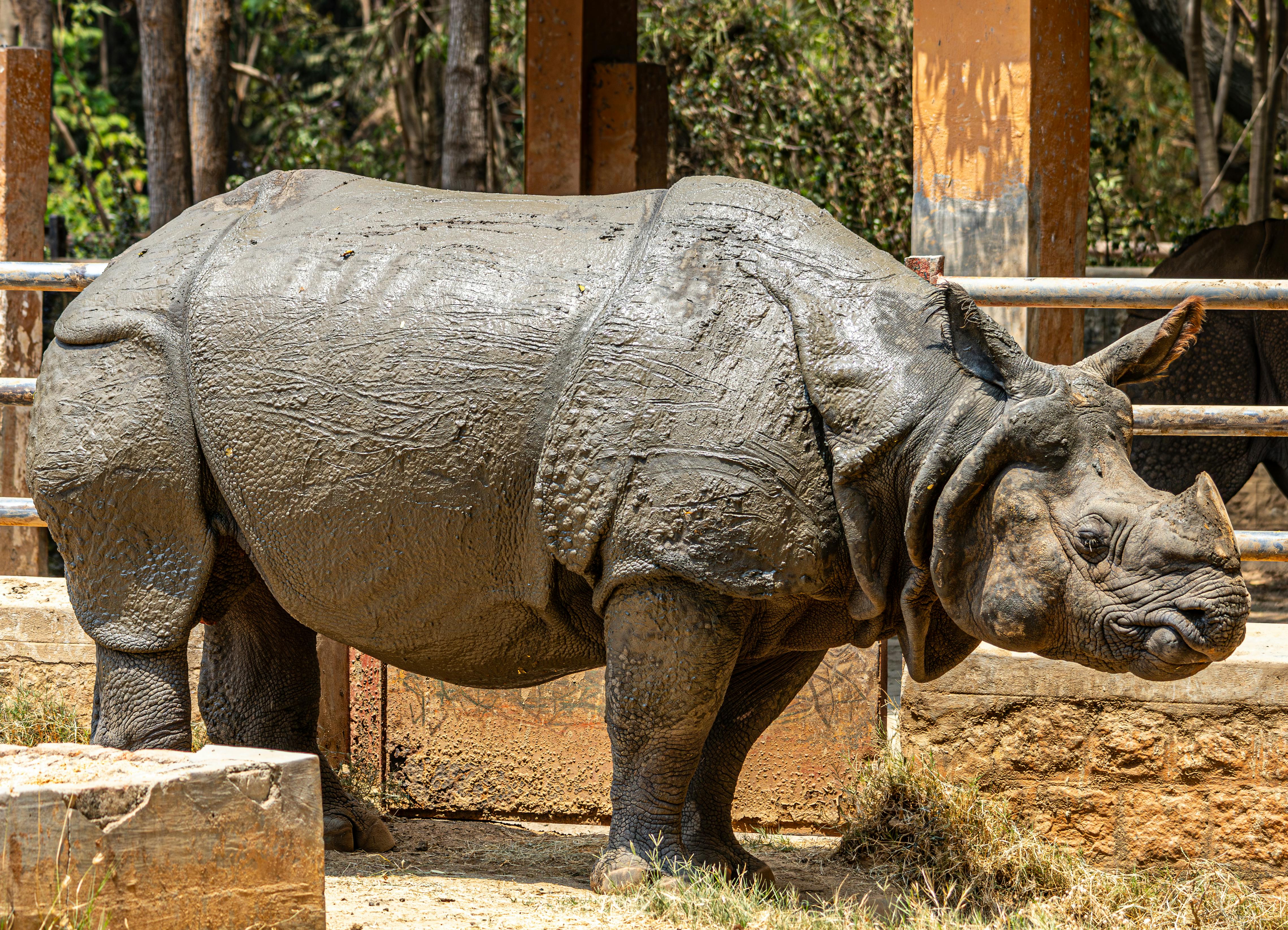 Gratuit Rhinocéros indien couvert de boue, debout dans l'enclos du zoo par une journée ensoleillée. Photos