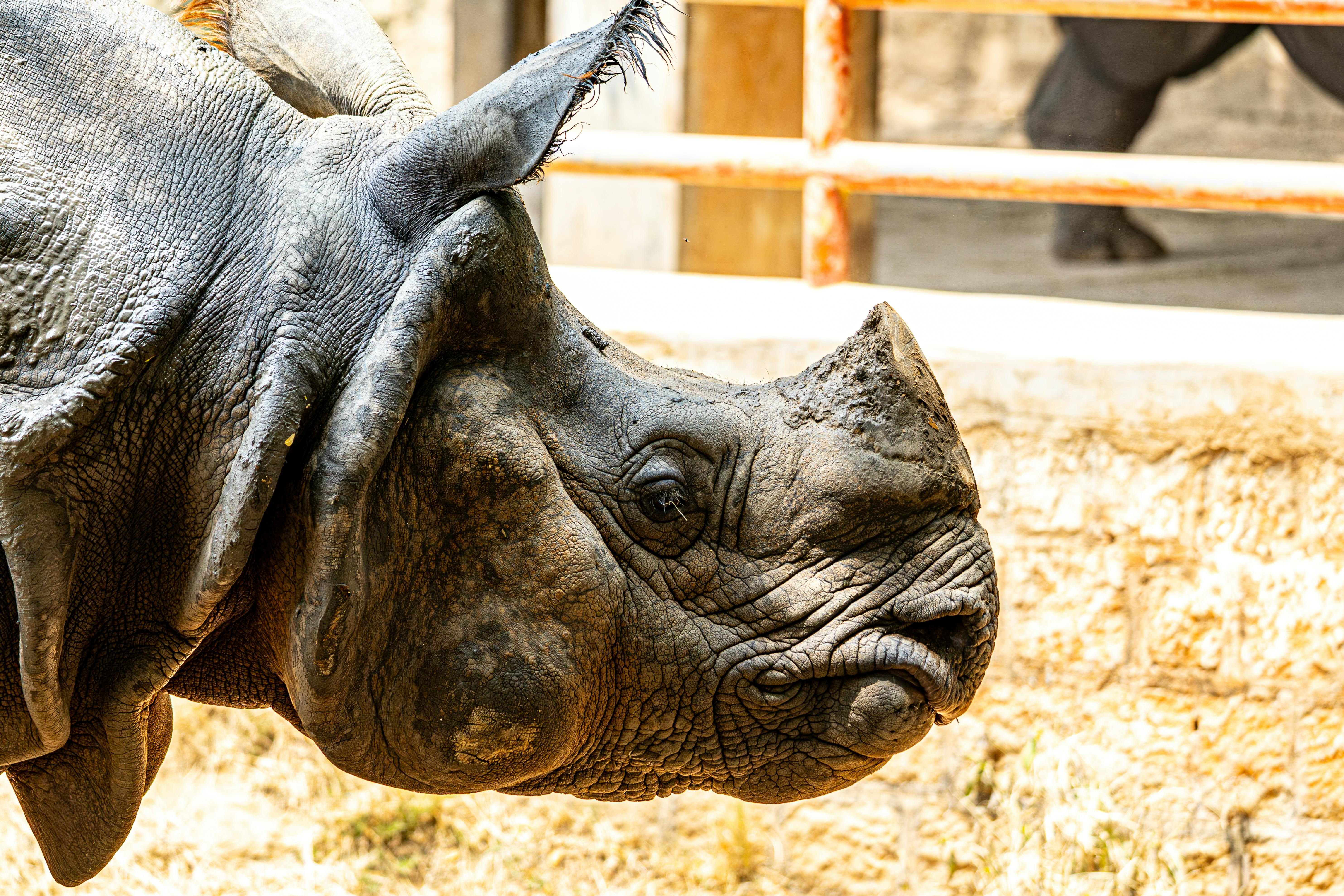 Gratuit Photo en gros plan d'un rhinocéros indien dans un enclos de zoo prise pendant la journée. Photos