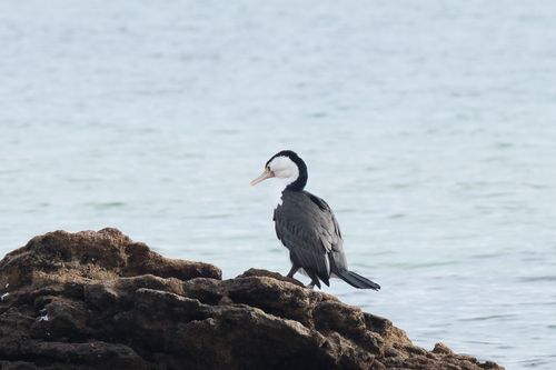 Free Pied cormorant resting on rocky shoreline against a serene ocean backdrop. Stock Photo