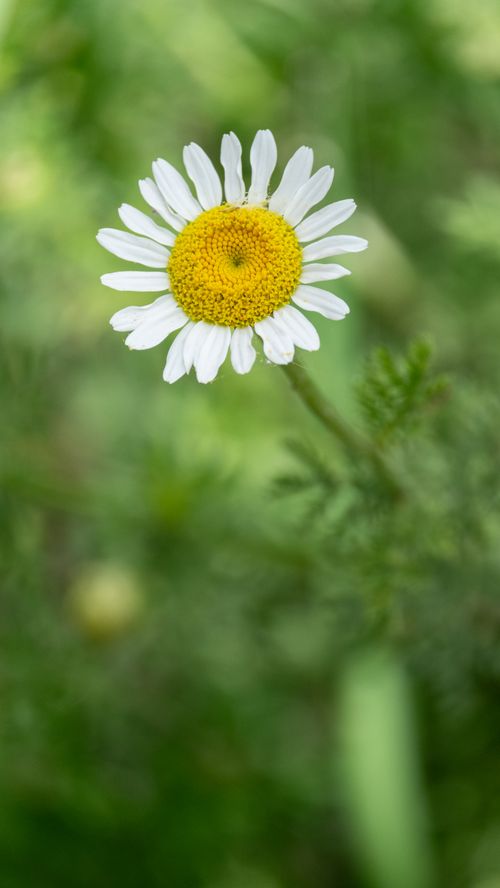 Free Vibrant white daisy flower in full bloom with green background, captured outdoors in natural light. Stock Photo