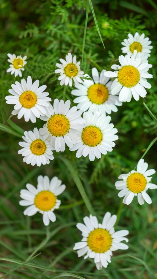 Free A cluster of white daisies with yellow centers surrounded by lush green foliage in Burdur, Türkiye. Stock Photo