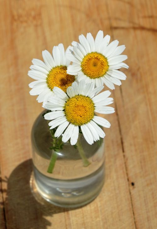 Free Three daisies in a clear vase on a wooden table in sunlight. Stock Photo