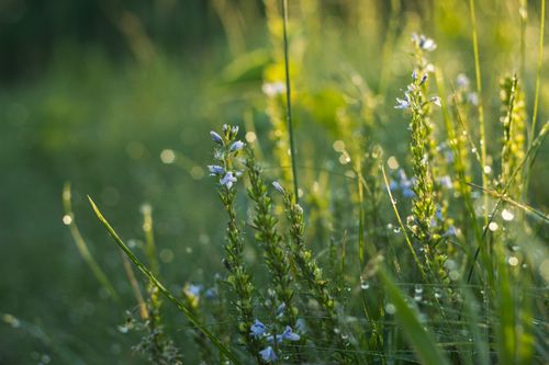Free Serene close-up of wildflowers with morning dew in a lush green spring meadow. Stock Photo