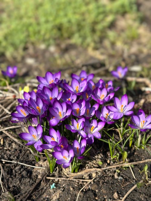 Free Cluster of vivid purple crocus flowers blooming in a sunlit garden during spring. Stock Photo