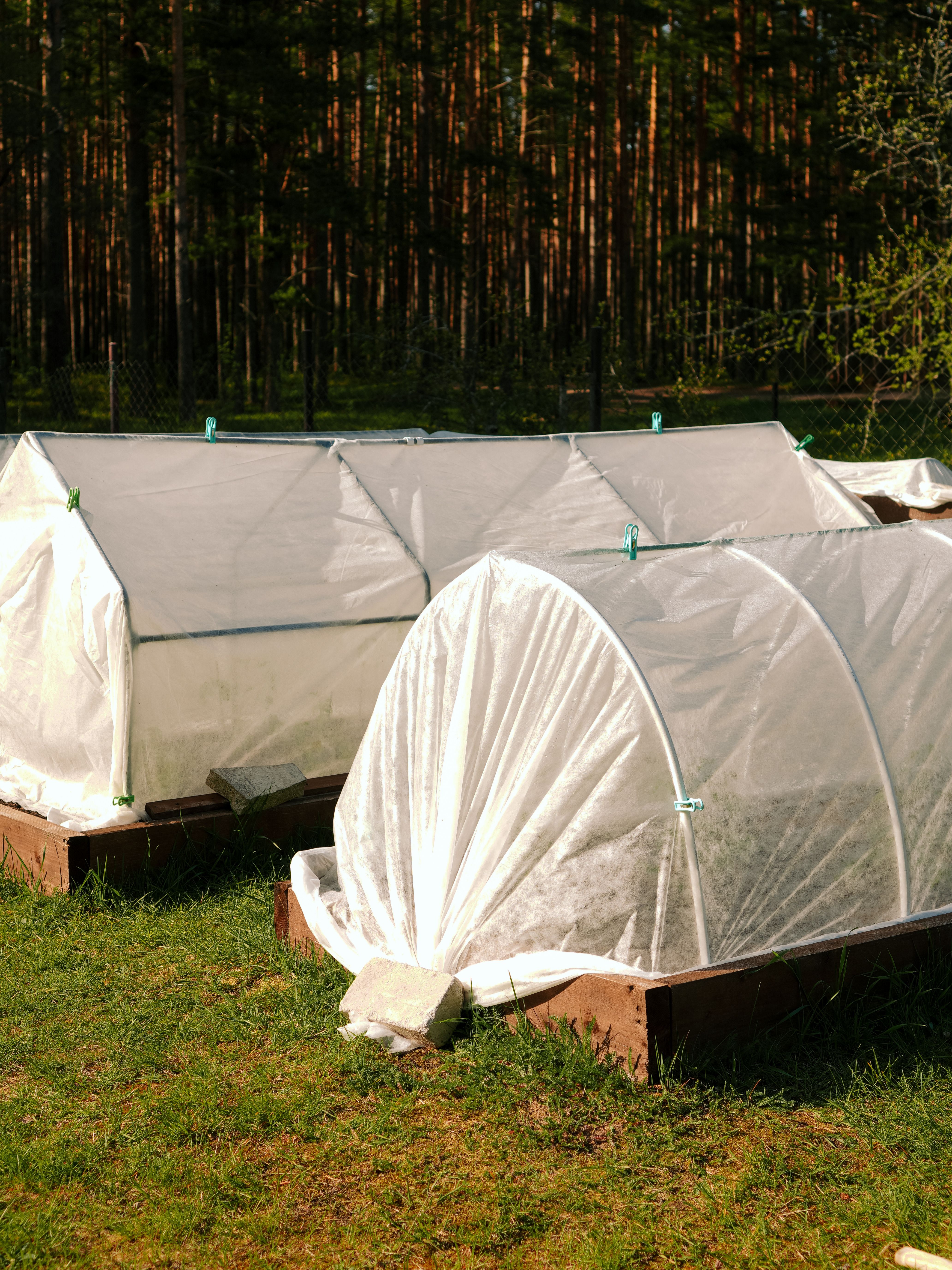 Two small greenhouses in a sunlit garden with forest backdrop.