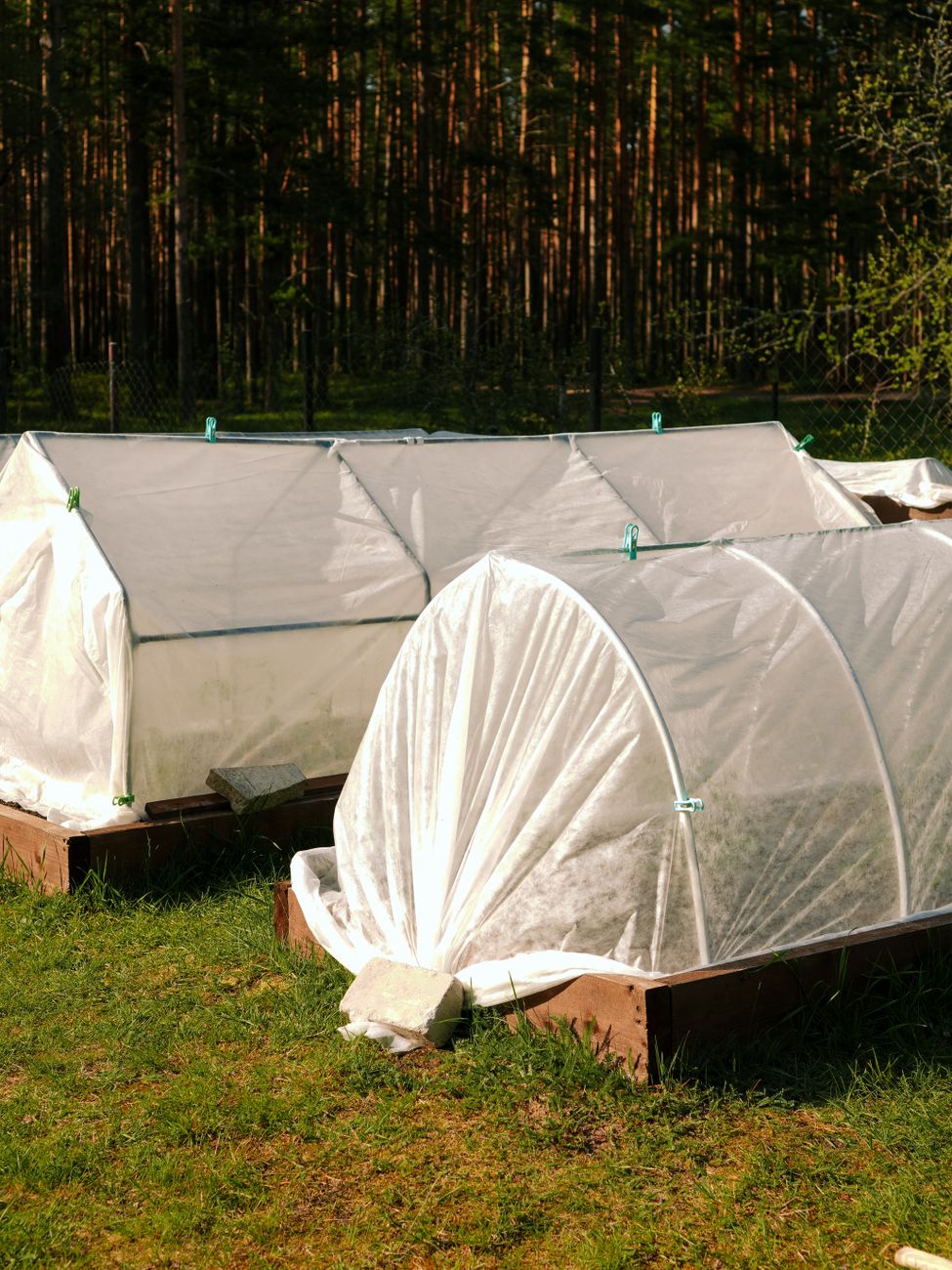 cloche over small plant, plant fleece protection UK garden