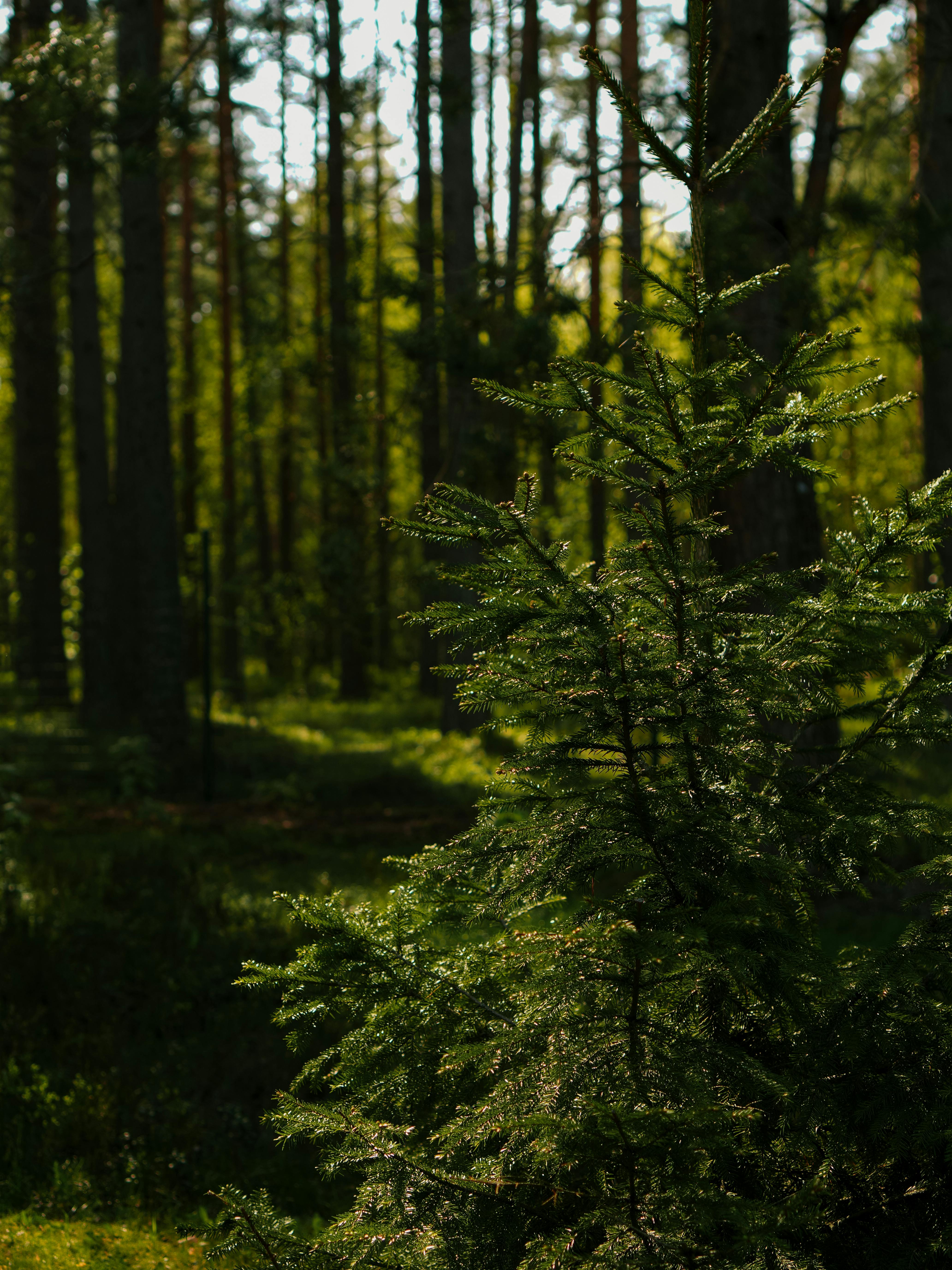 A sunlit evergreen tree stands in a lush, dense forest.