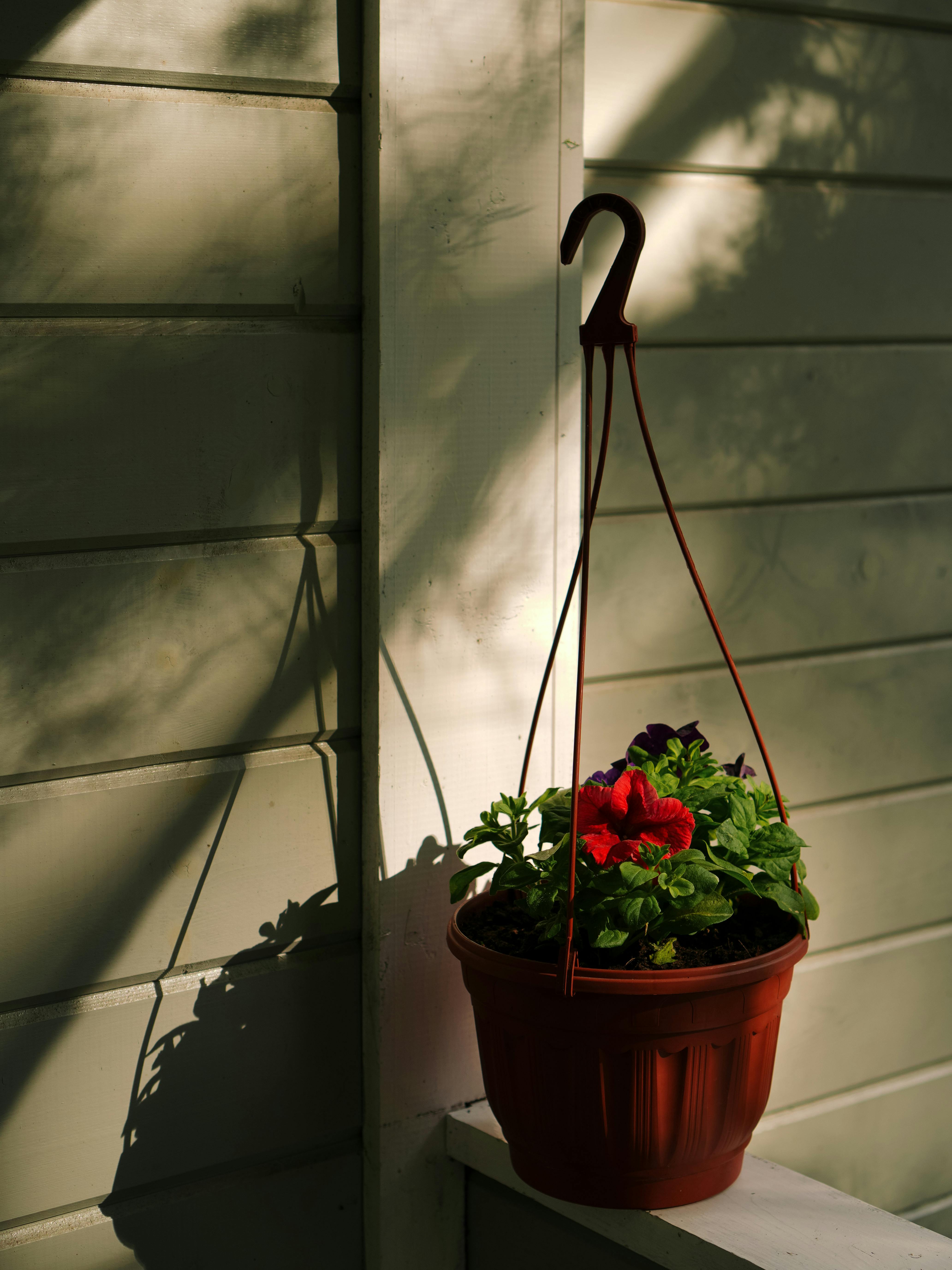 mulched impatiens pot, self-watering hanging basket, pots grouped in shade for holiday care