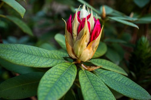 Free Close-up view of a rhododendron bud beginning to bloom in natural lighting. Stock Photo