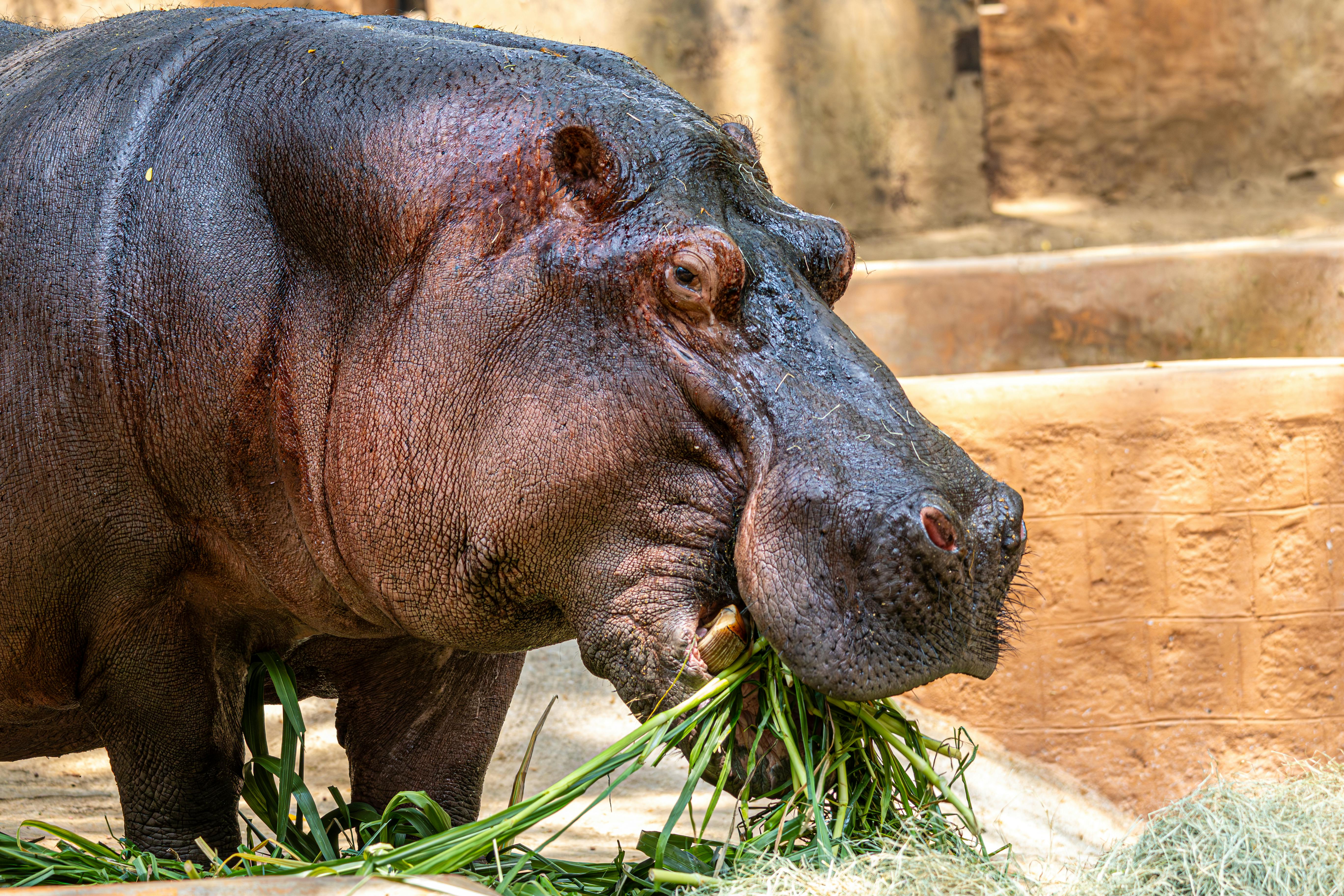 close up of hippopotamus eating grass at zoo