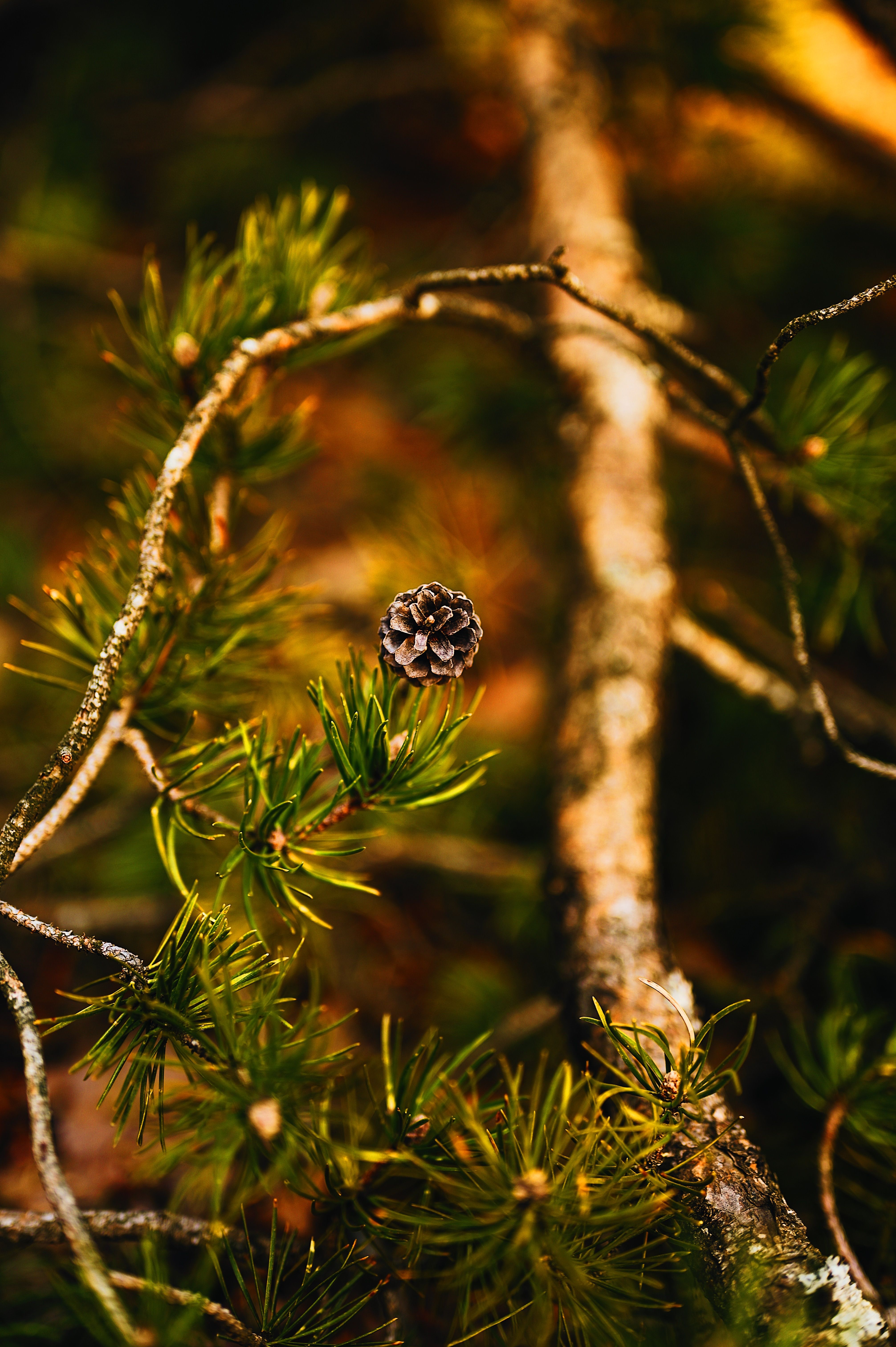Close-up of a pinecone on a pine branch with soft lighting in a forest setting.