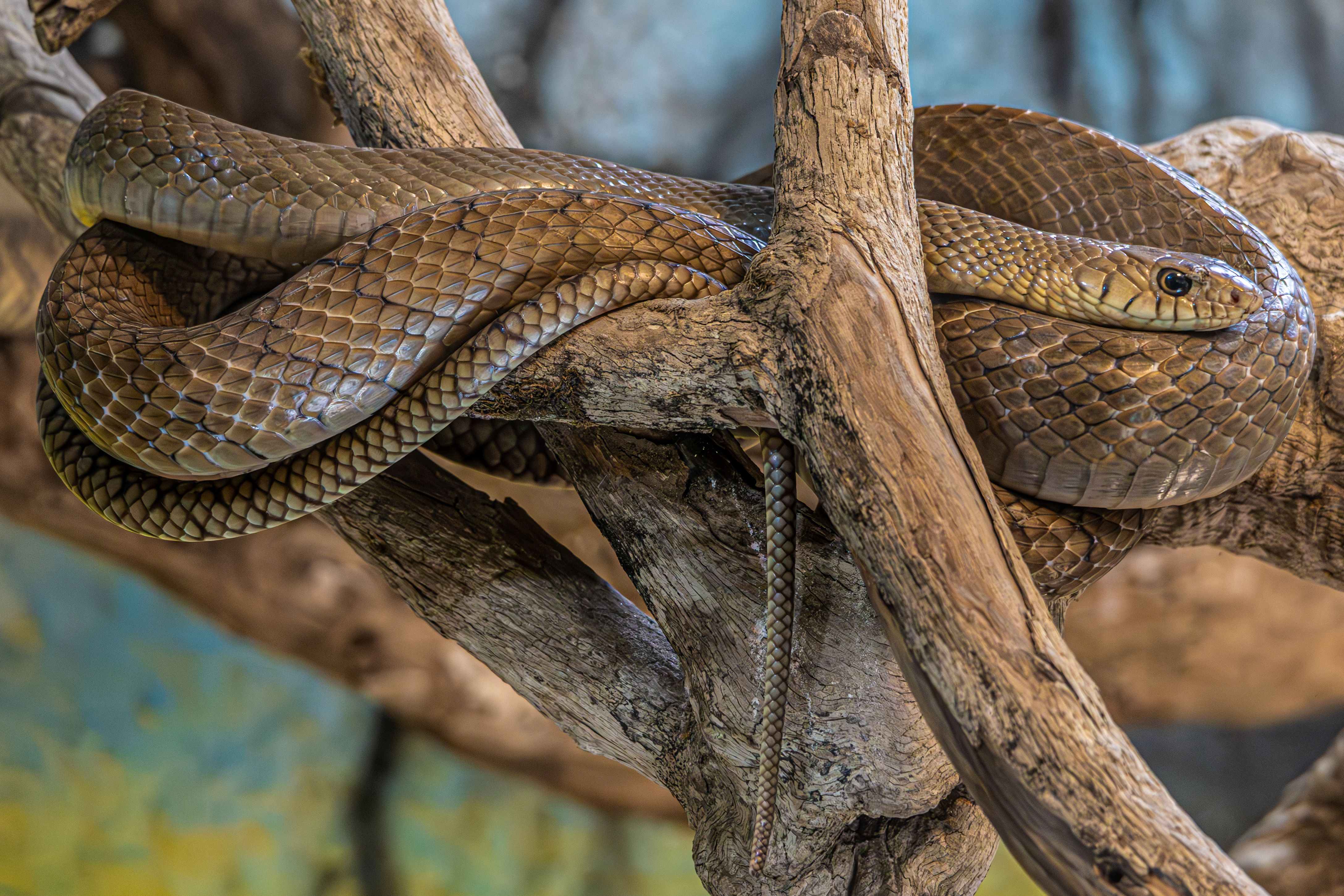 A coiled brown snake resting on a tree branch in a natural setting, showcasing its scaly skin.