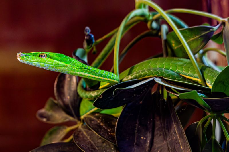 Bright green snake resting on tropical leaves indoors, showcasing nature's vibrant charm.