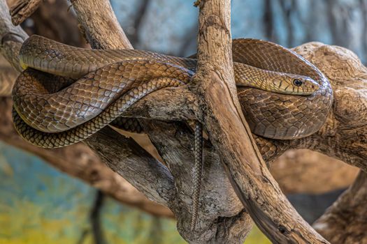 snake photo