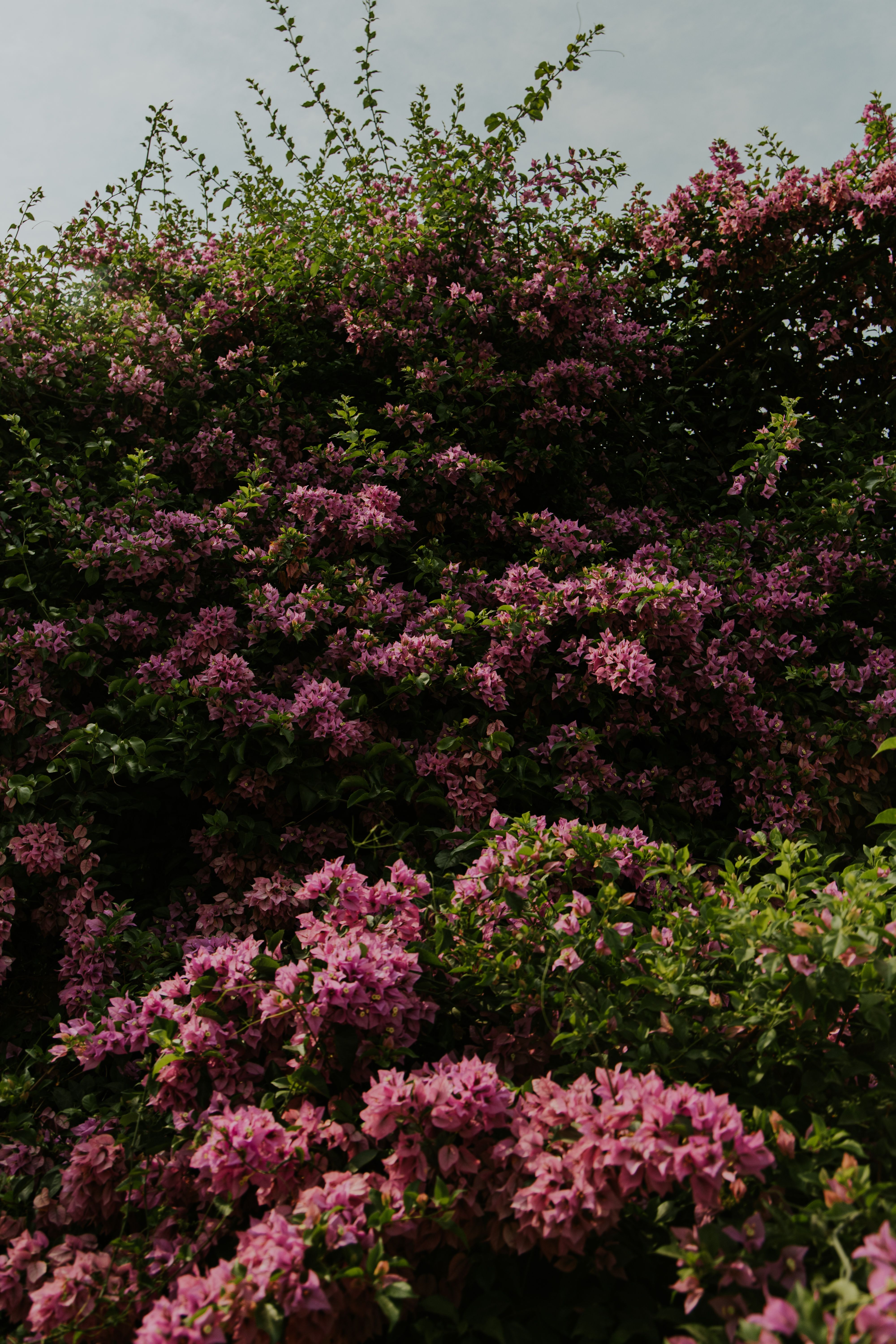 Gratuit Photos gratuites de abondance florale, aménagement paysager, arbuste à fleurs Photos