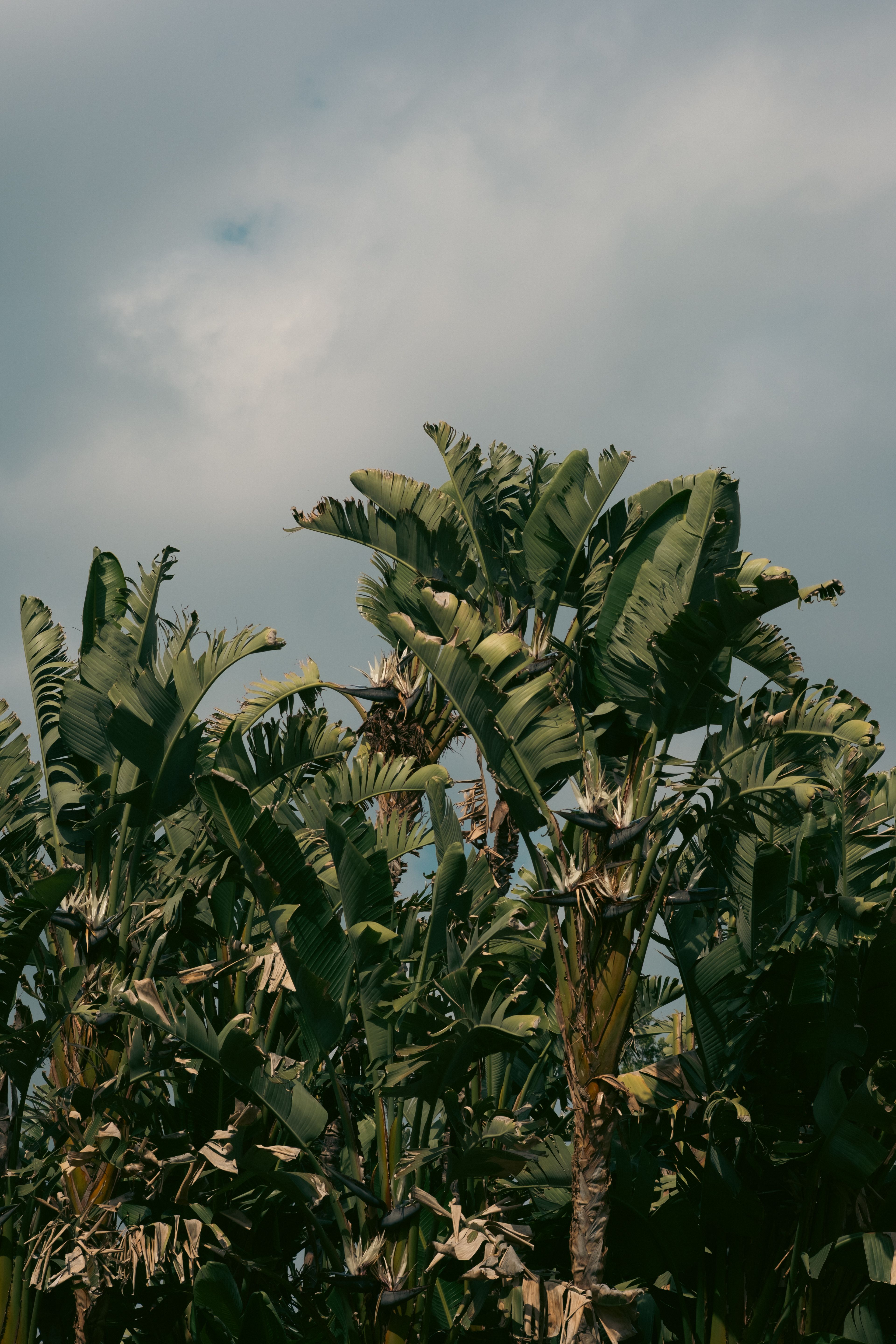 gratis Prachtig uitzicht op paradijsvogelplanten tegen een bewolkte hemel. De foto legt de essentie van de tropische natuur vast. Stockfoto