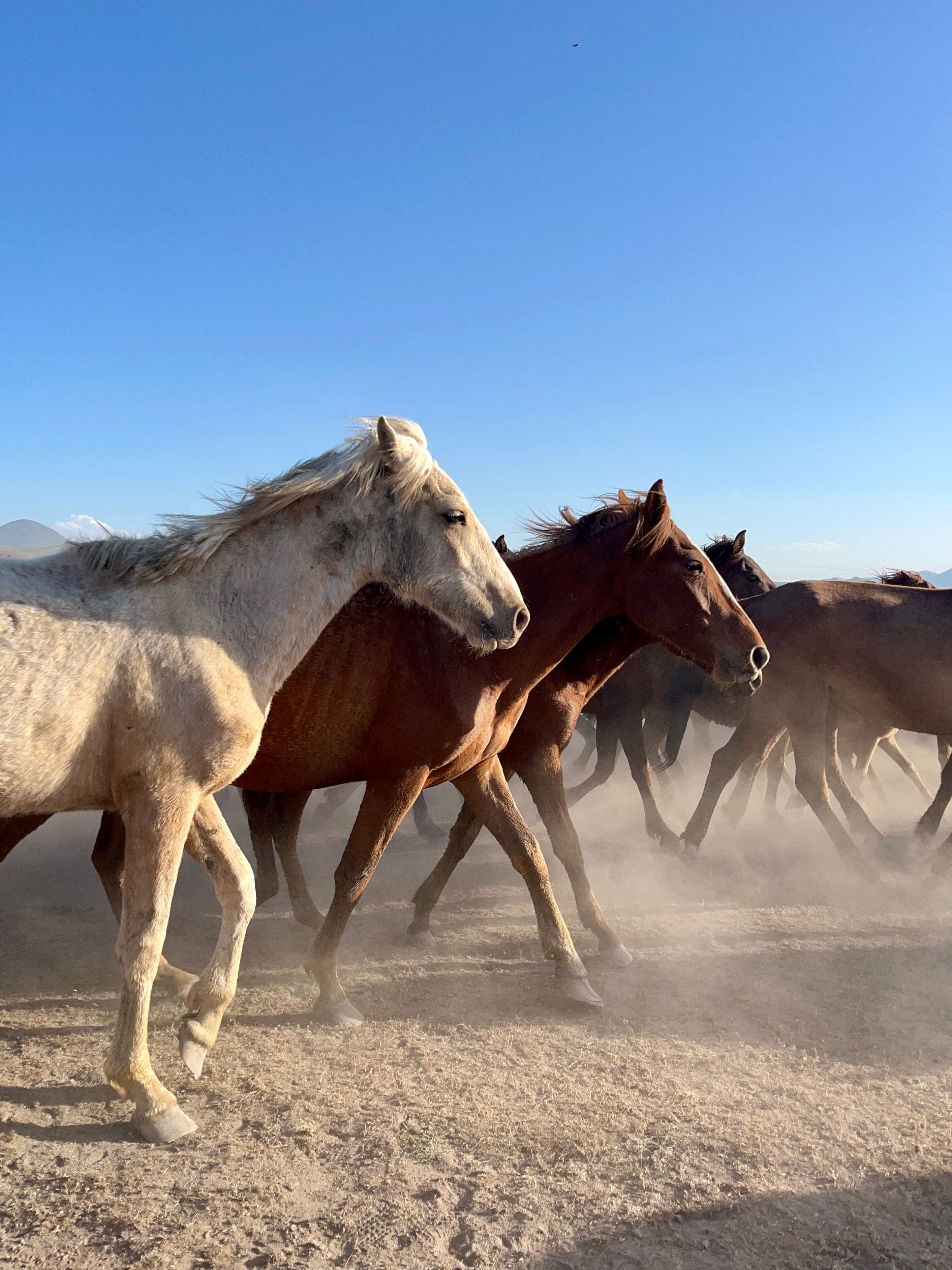 Running wild horses photos download the best free running wild horses