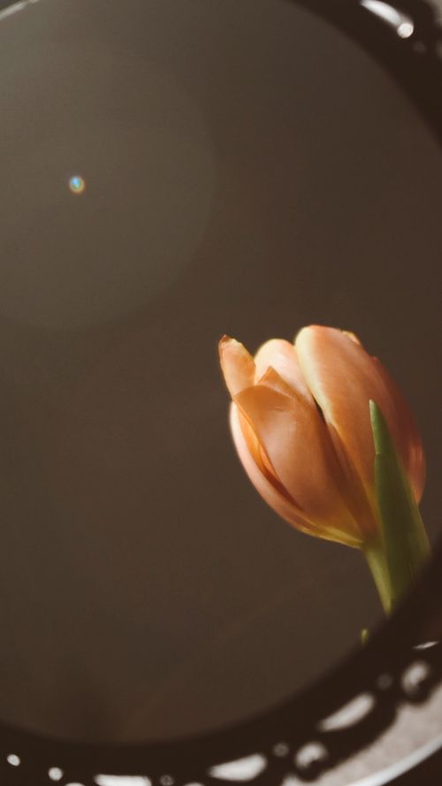 Free Close-up of a pink tulip reflected in a mirror, showcasing elegance and simplicity. Stock Photo