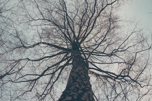 Low Angle View of Bare Tree Against Sky