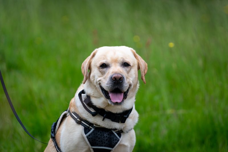 A well-loved dog