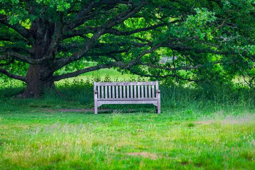 Free A peaceful scene of a wooden bench under a large oak tree in a lush green park. Stock Photo