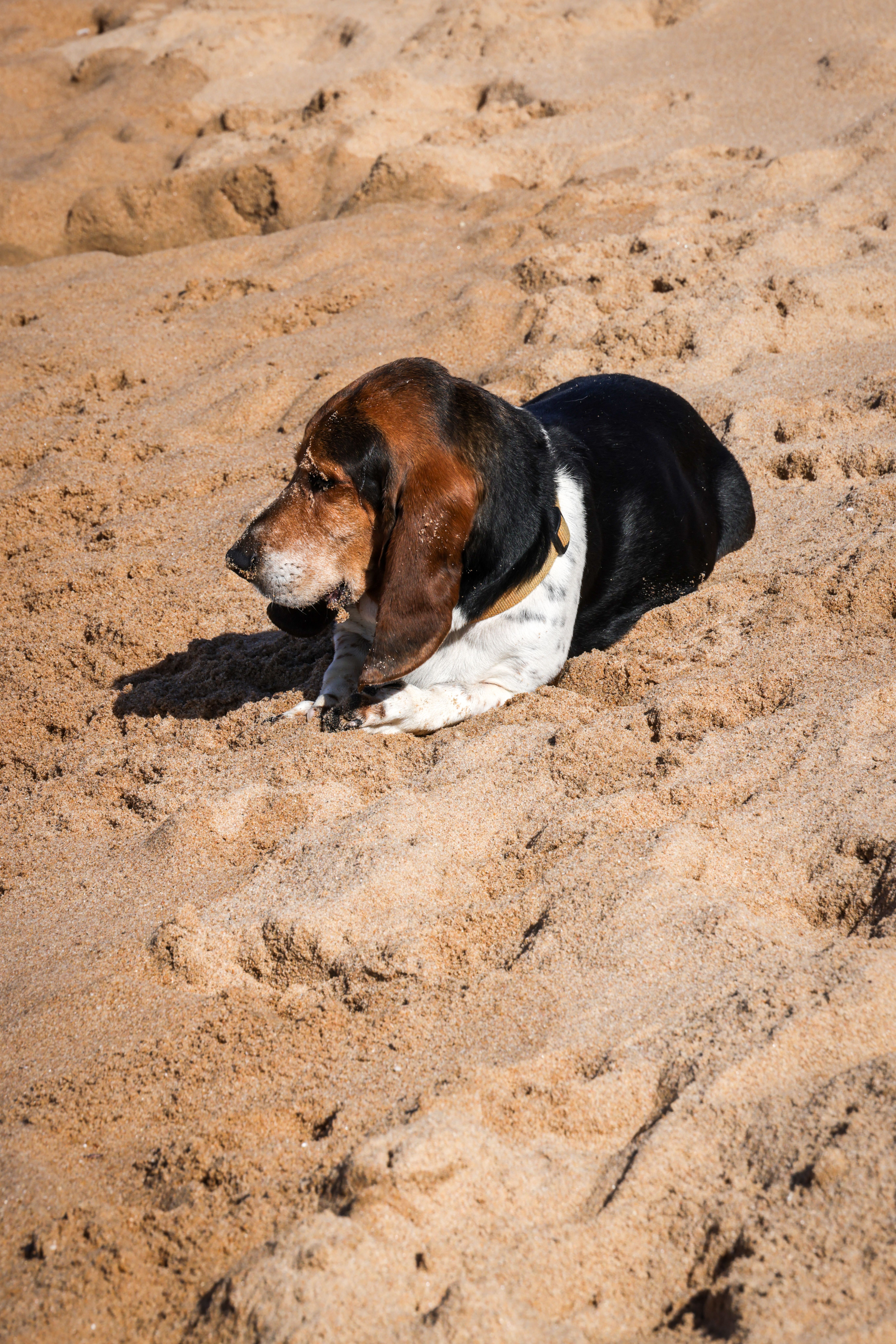Gratis En basset hound slapper af på en solbeskinnet sandstrand og nyder en fredelig dag udendørs. Lagerfoto