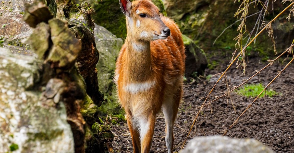 Deer Digested Rocks Beautiful Deer Amongst Rocks in Hilvarenbeek · Free Stock Photo