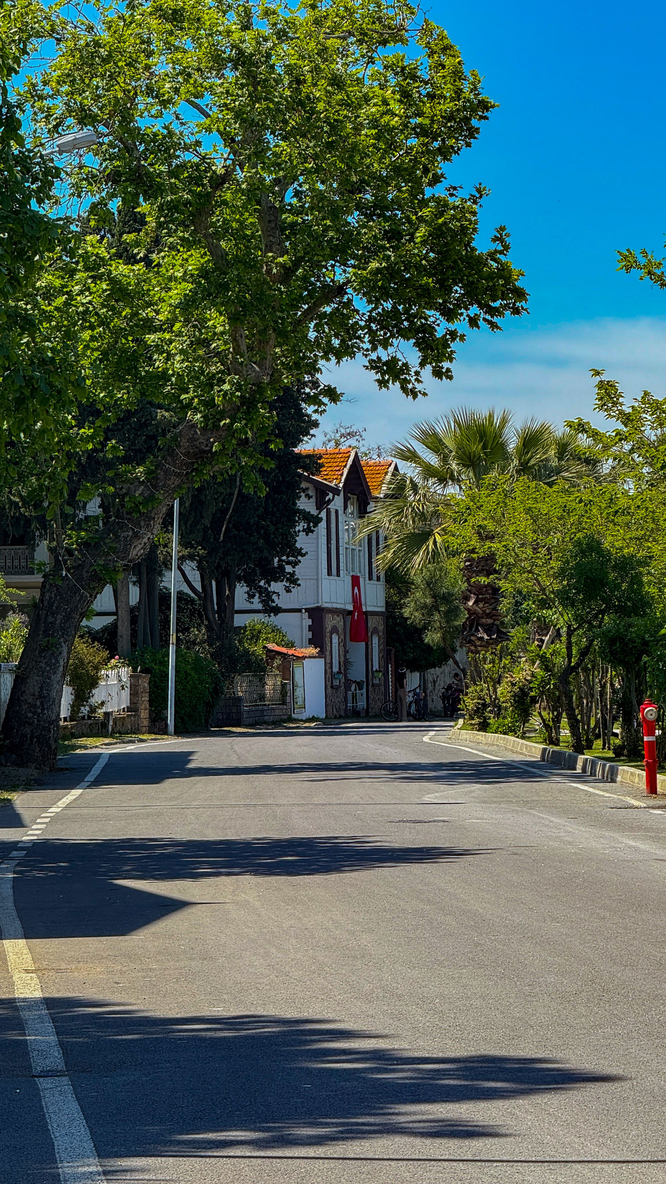 Peaceful suburban street with trees, houses, and a bicycle lane on a sunny day.