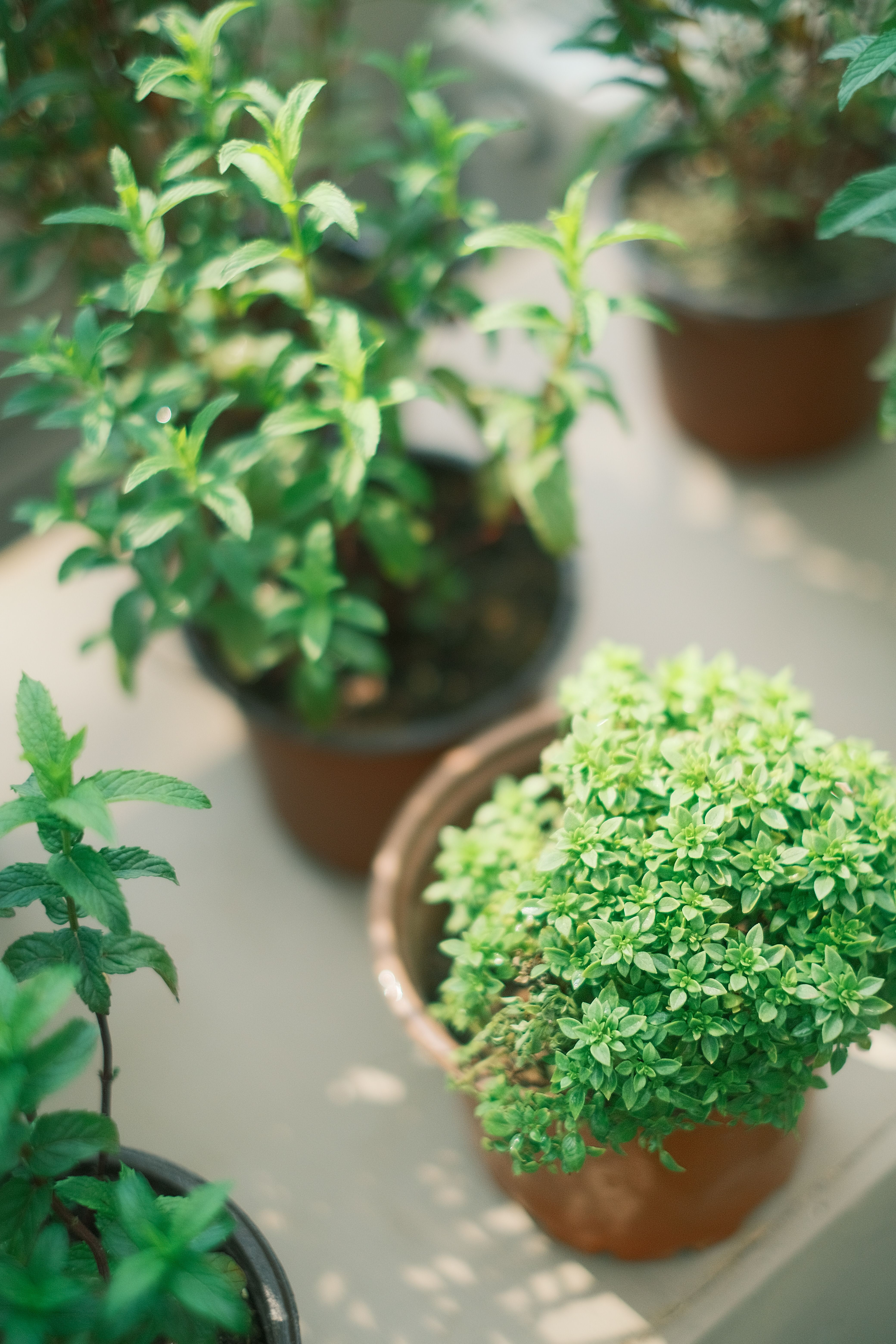 Plantes aromatiques à semer en juillet pour un balcon fleuri 