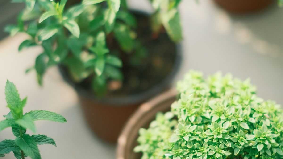 Plantes aromatiques à semer en juillet pour un balcon fleuri
