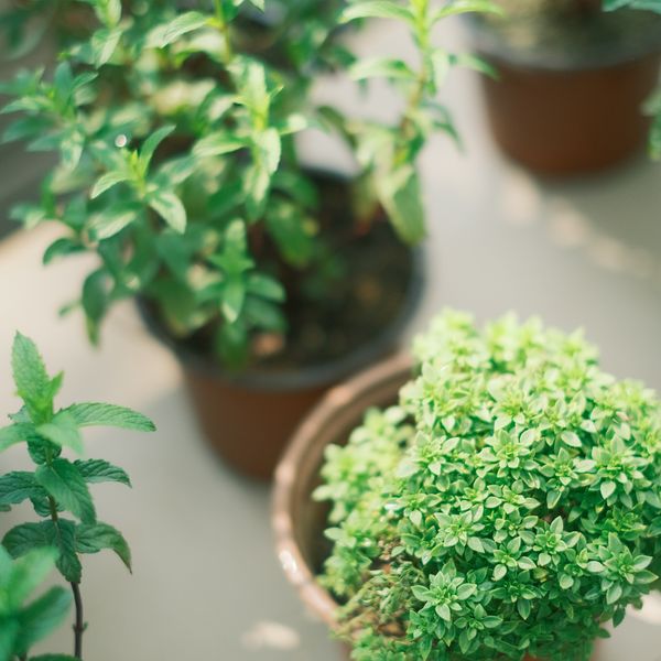 Kitchen Herb Starter Set