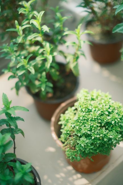 Fresh green herbs in pots basking in sunlight, perfect for home gardening enthusiasts.