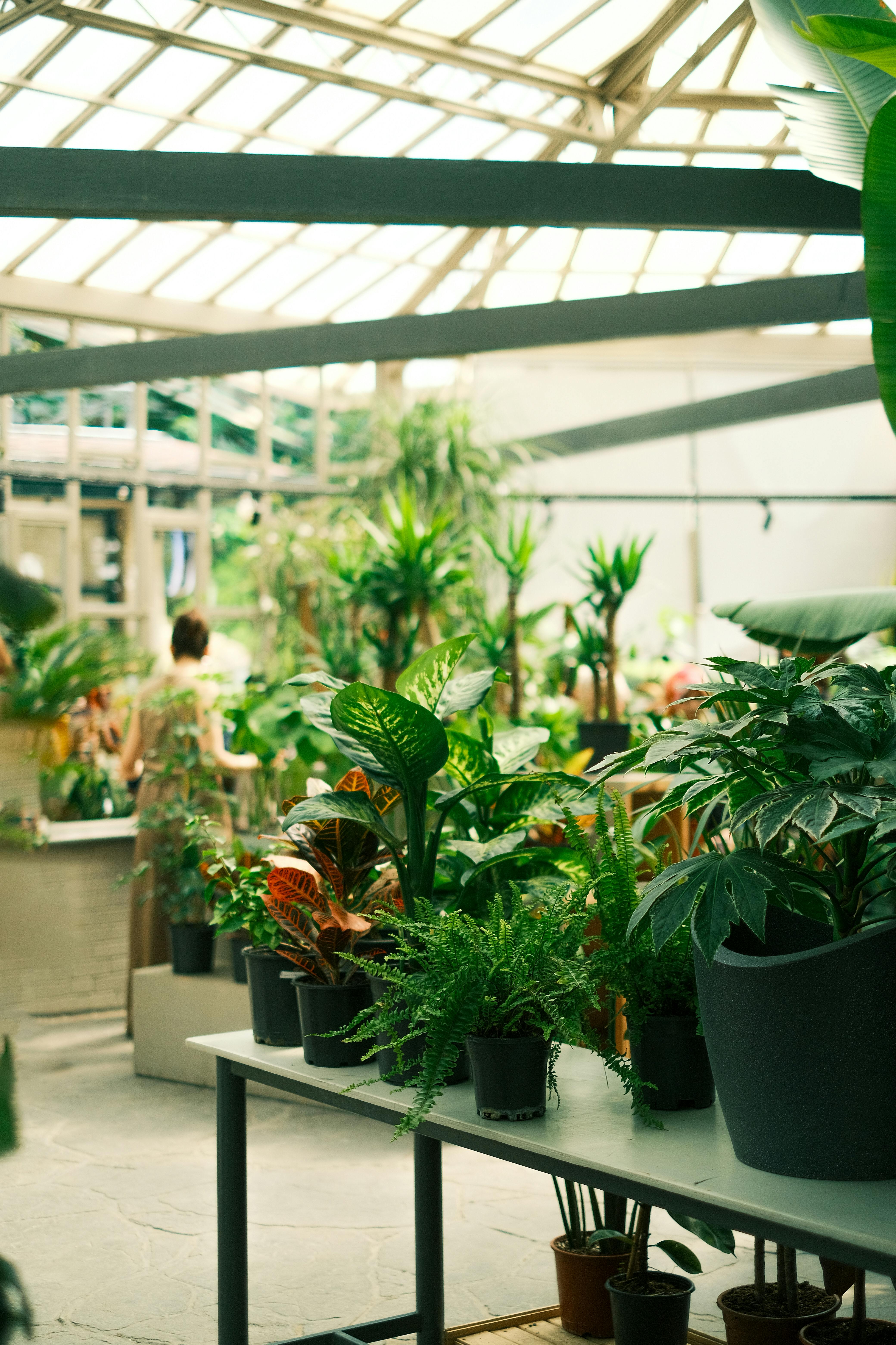 Lush indoor greenhouse featuring a variety of thriving potted plants in natural light.
