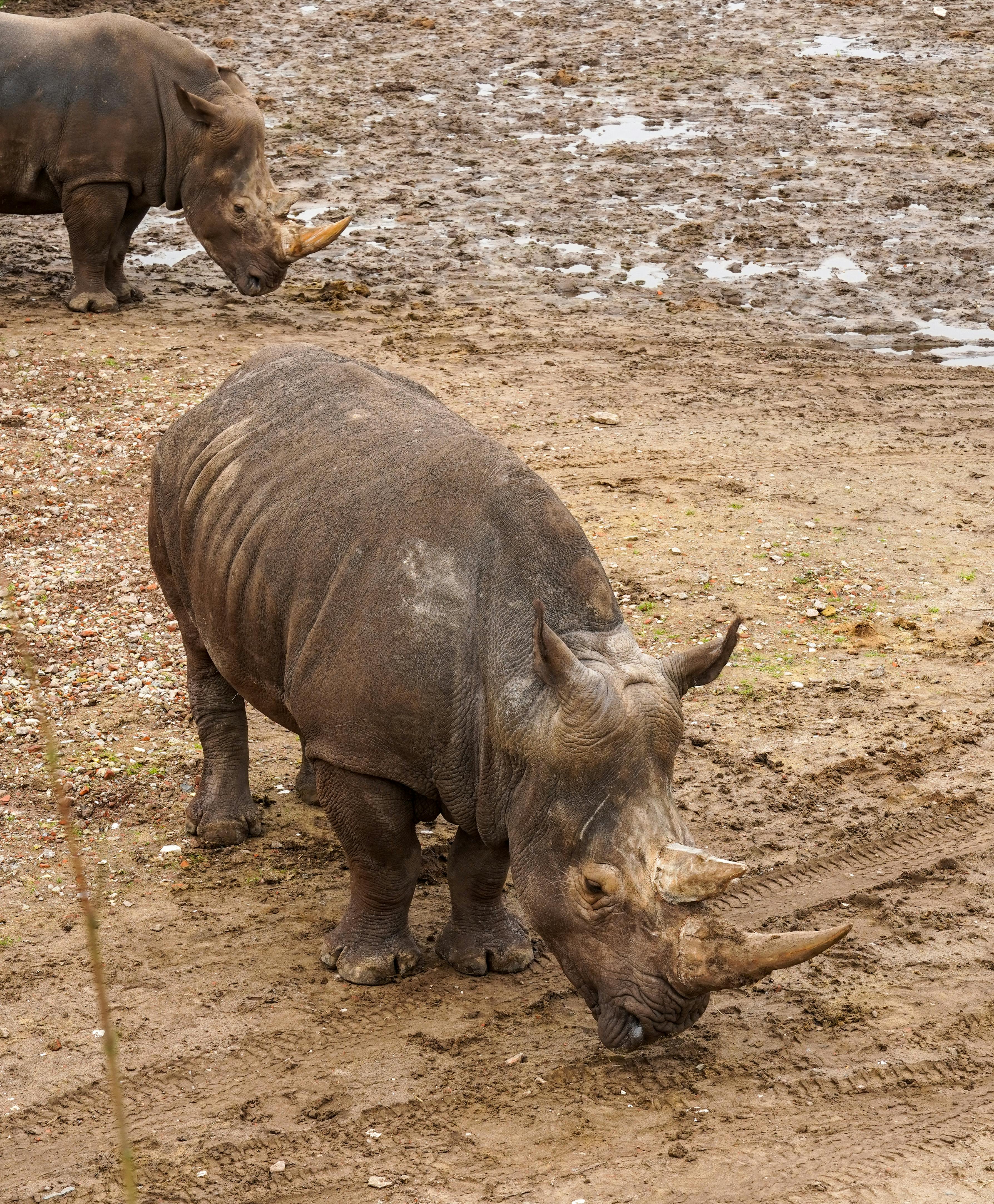 grátis Rinocerontes Brancos Pastando Em Hilvarenbeek Foto profissional
